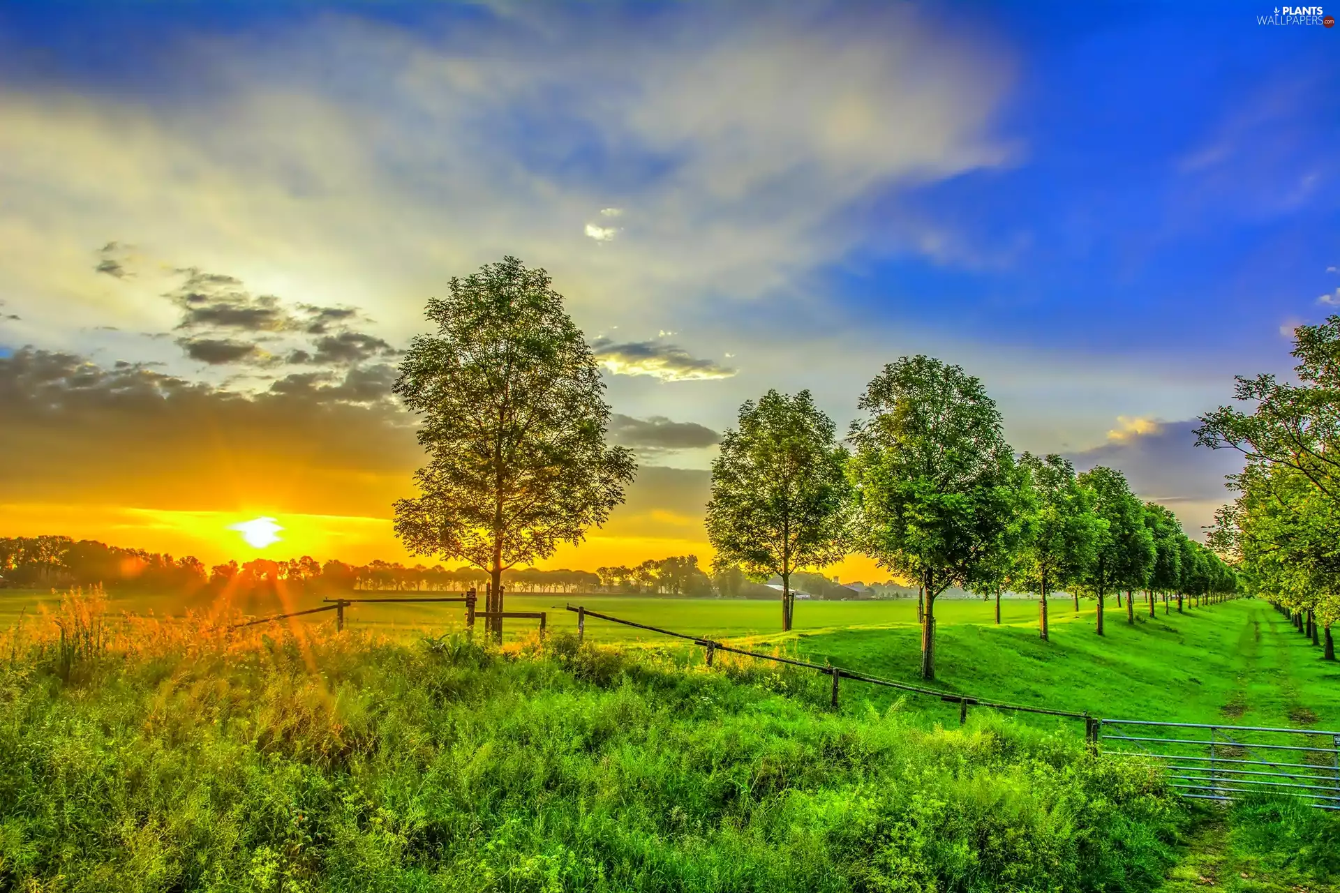 Great Sunsets, trees, viewes, Meadow