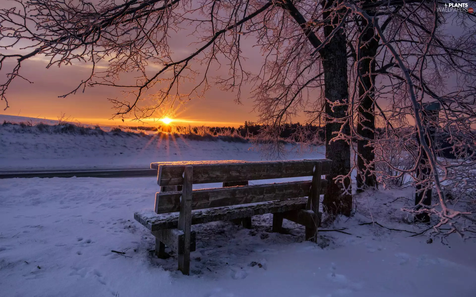 snow, winter, trees, branch pics, Bench, Great Sunsets