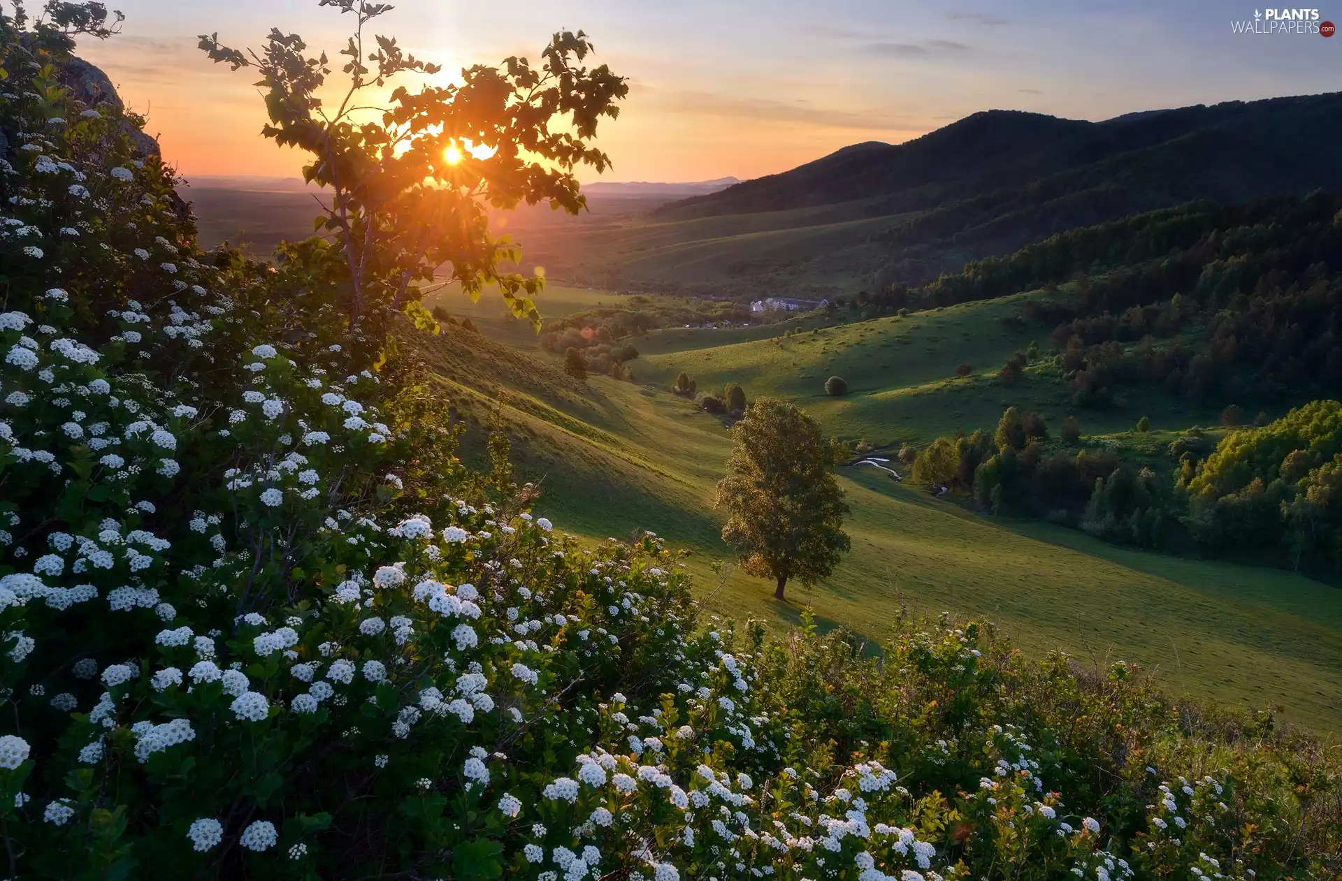 trees, Flowers, Valley, Mountains, Hill, viewes, Great Sunsets