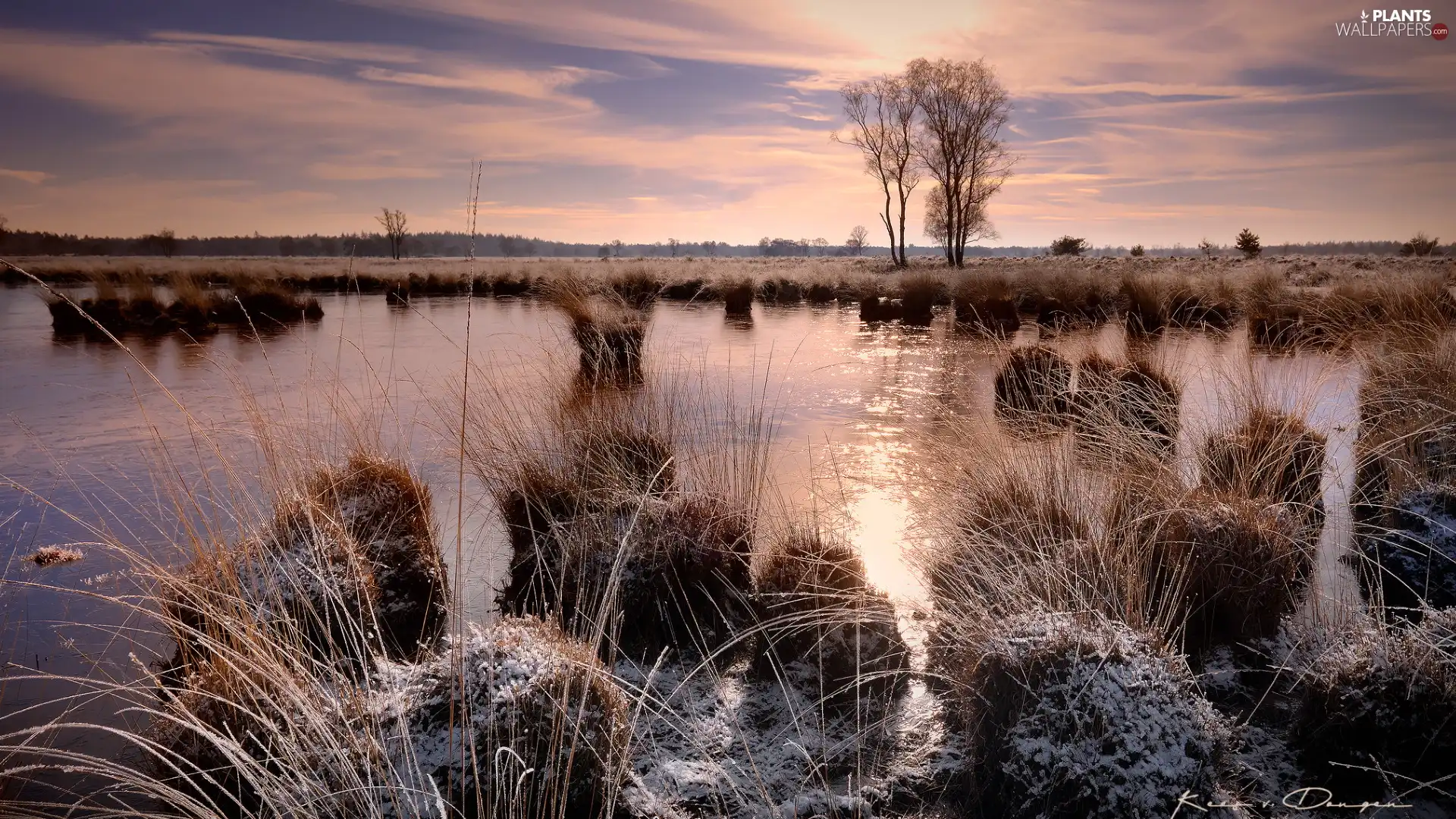 grass, frosty, viewes, Clumps, River, trees, Great Sunsets