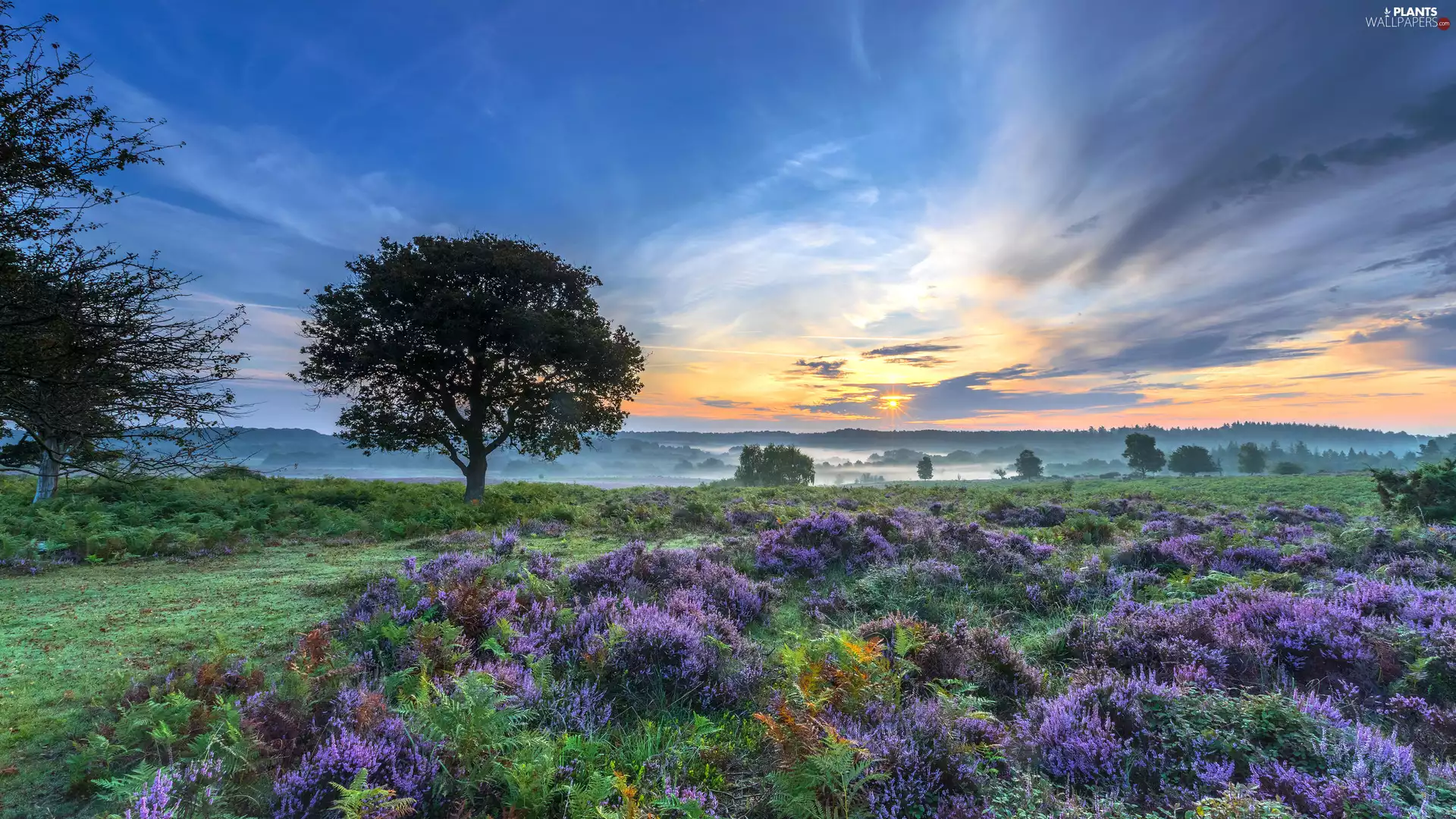clouds, heathers, viewes, Sky, heath, trees, Great Sunsets