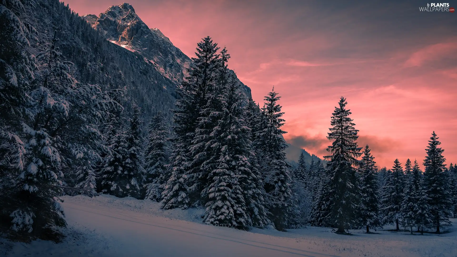 Snowy, Mountains, viewes, forest, winter, trees, Great Sunsets
