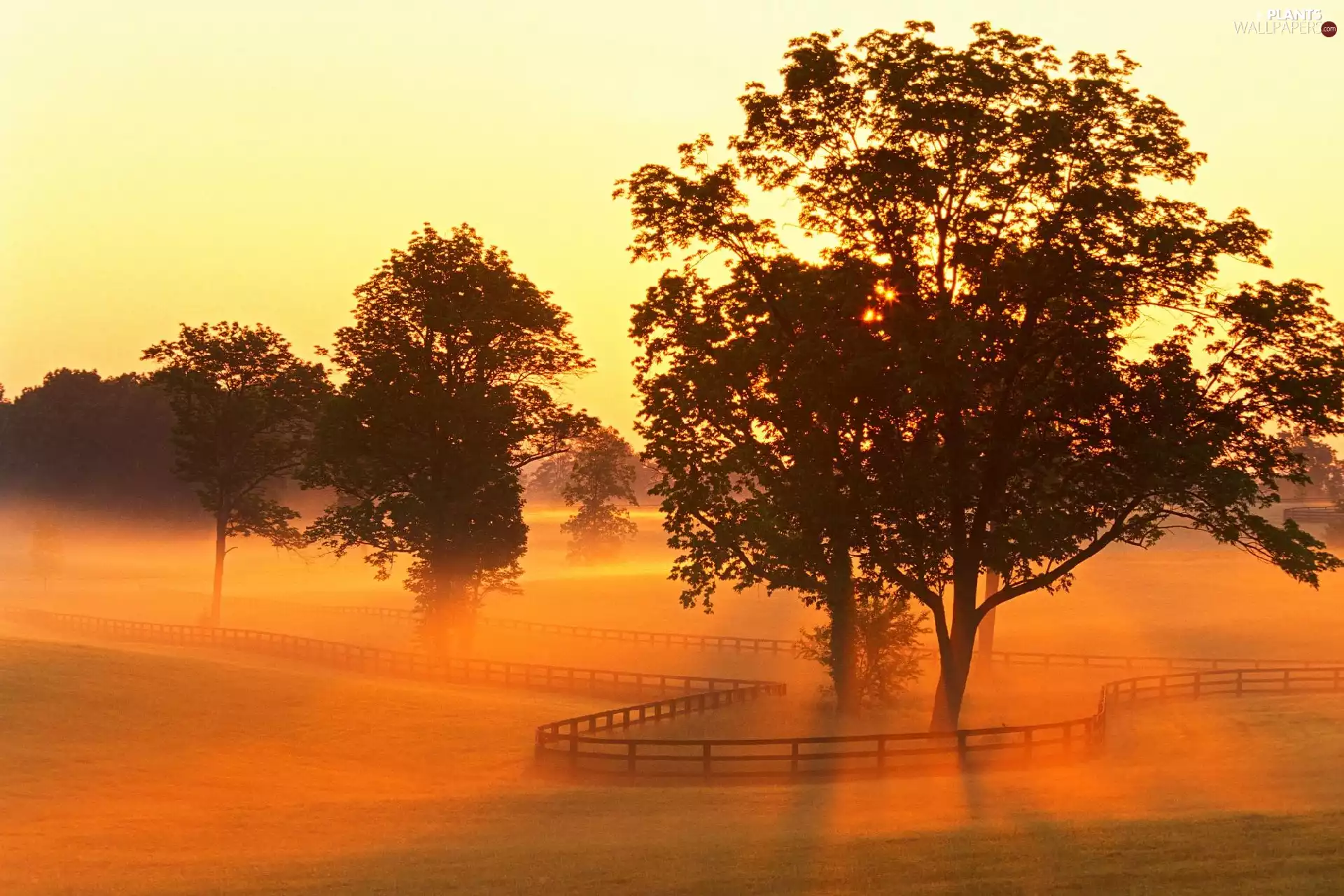 Great Sunsets, viewes, Fog, trees