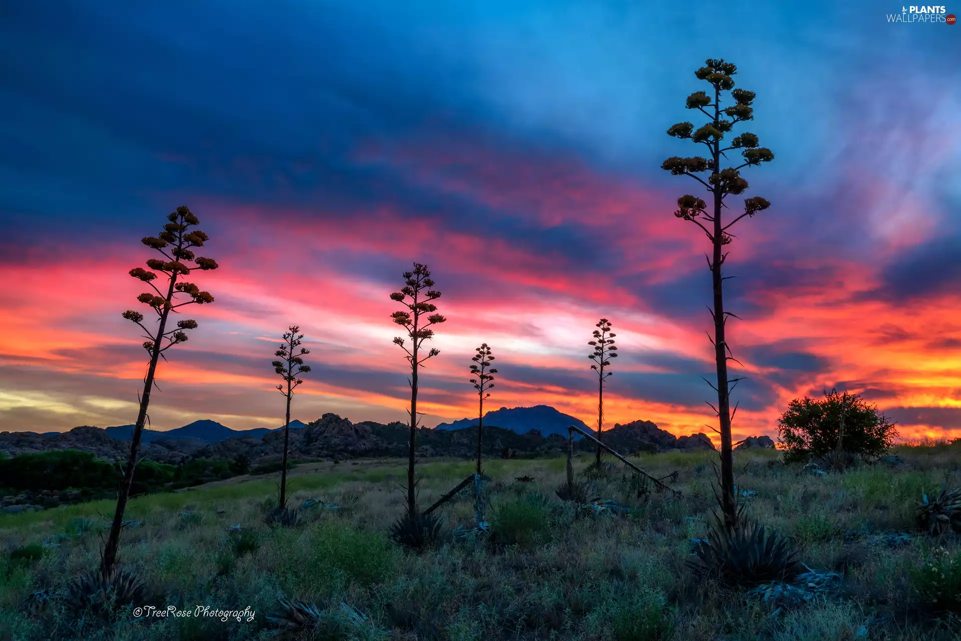 Great Sunsets, viewes, Mountains, trees