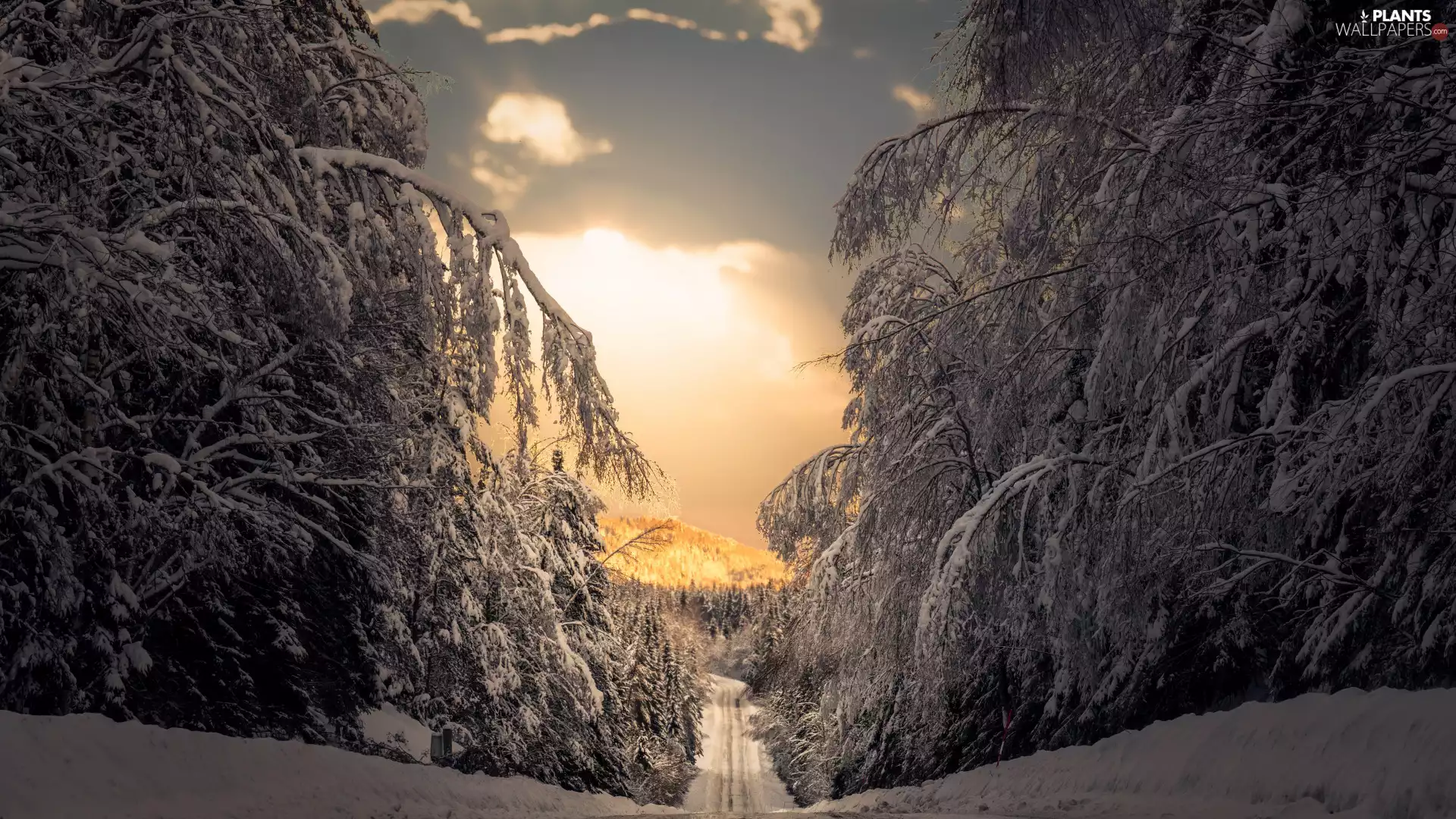 snow, Way, viewes, forest, winter, trees, Great Sunsets