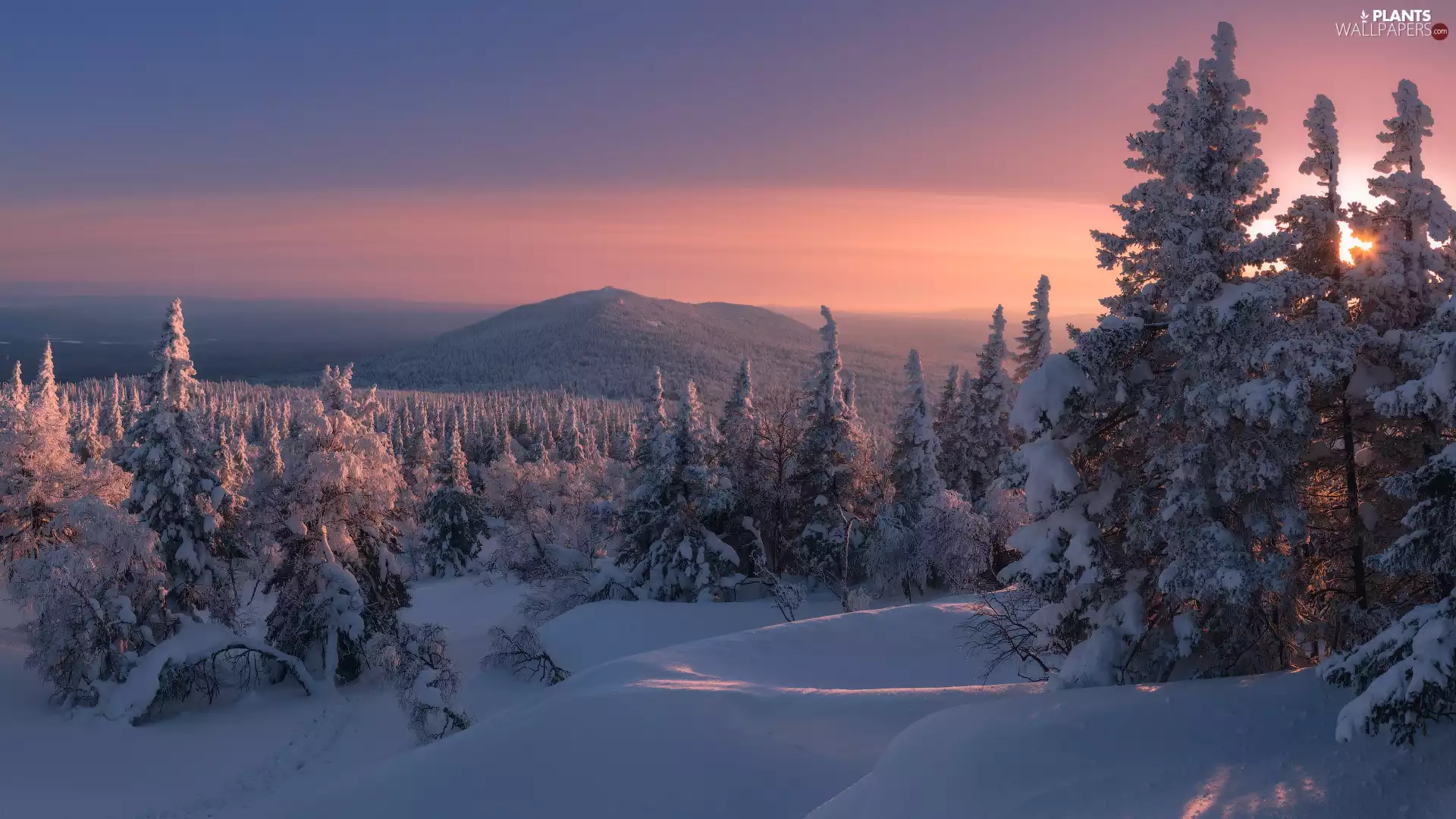 forest, spruce, Great Sunsets, Mountains, winter