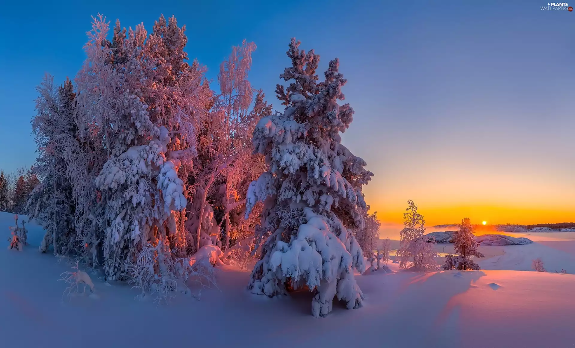 viewes, snow, Great Sunsets, trees, winter
