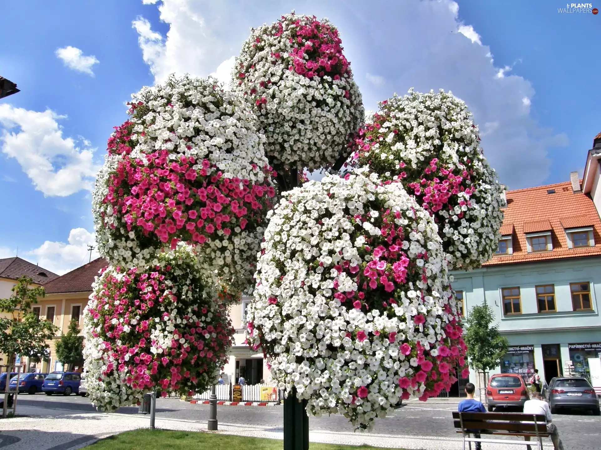 surfinia, trees, Bouquets
