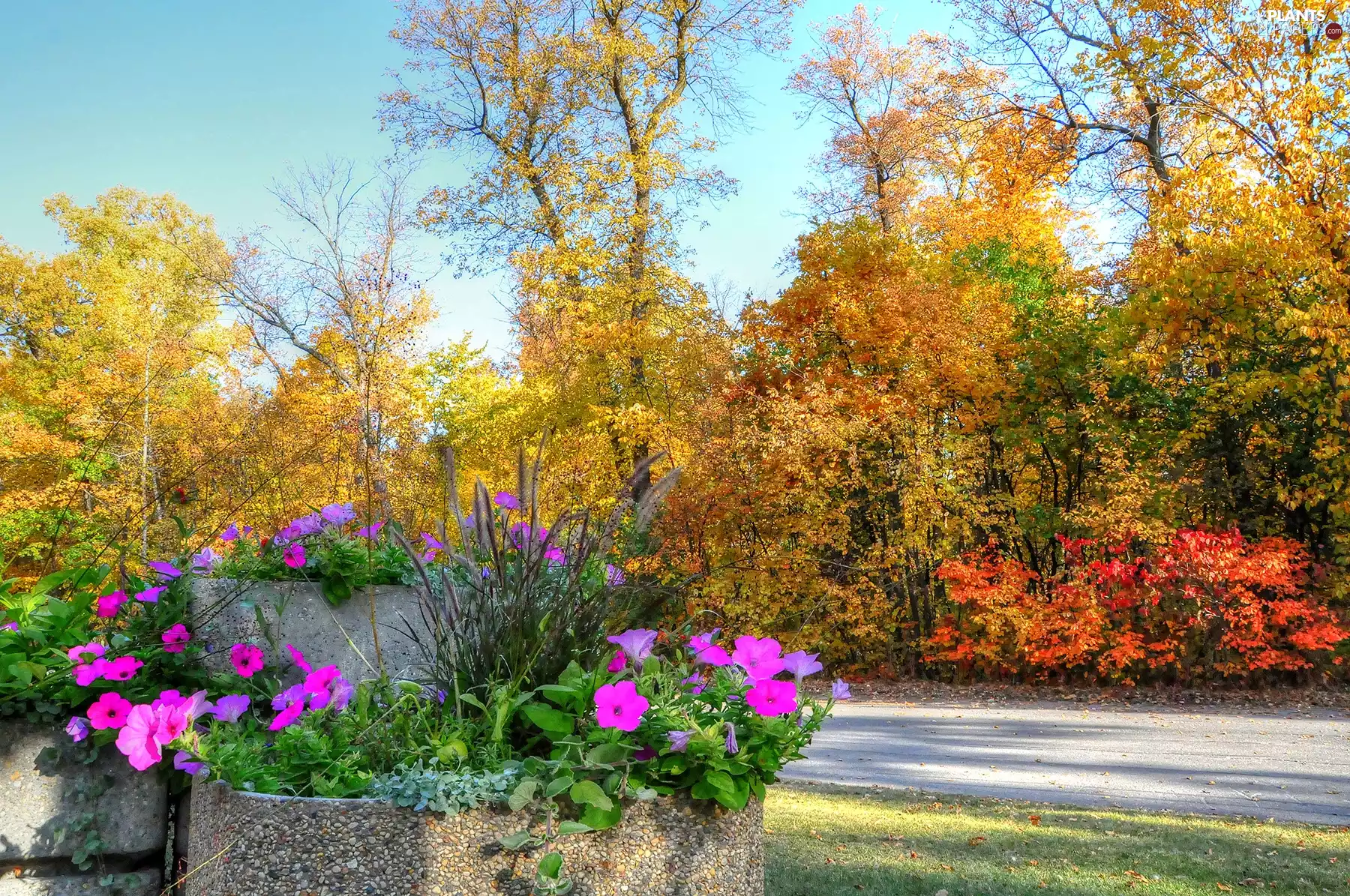 flowerbed, Surfinie, trees, viewes, autumn