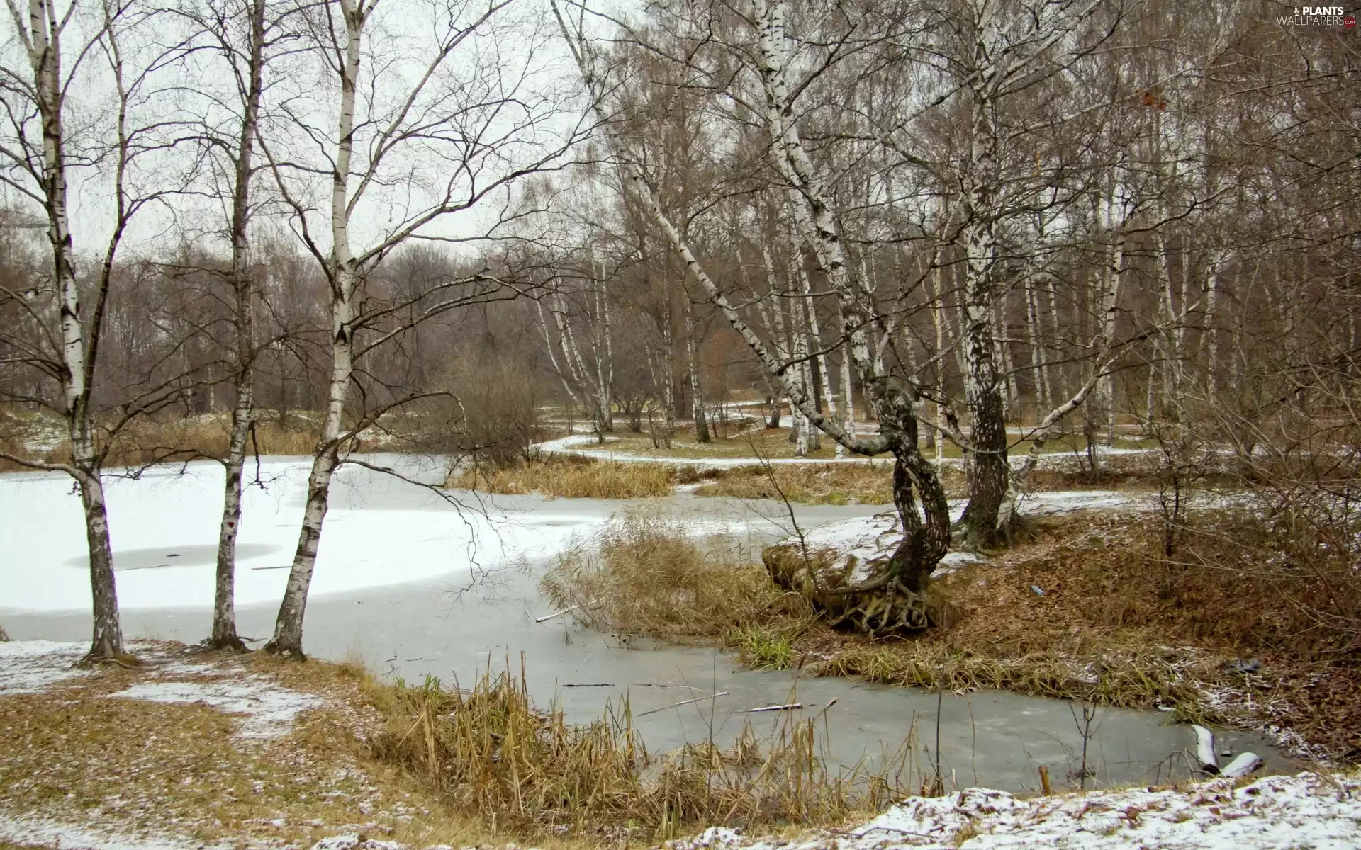 swamp, winter, birch