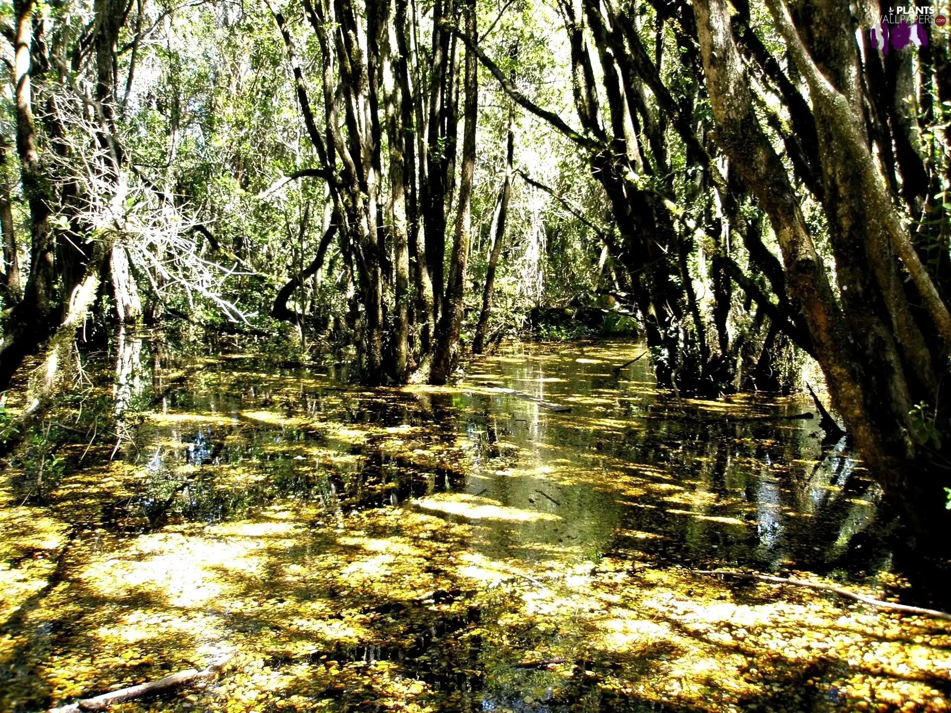 trees, an, Swamp, viewes