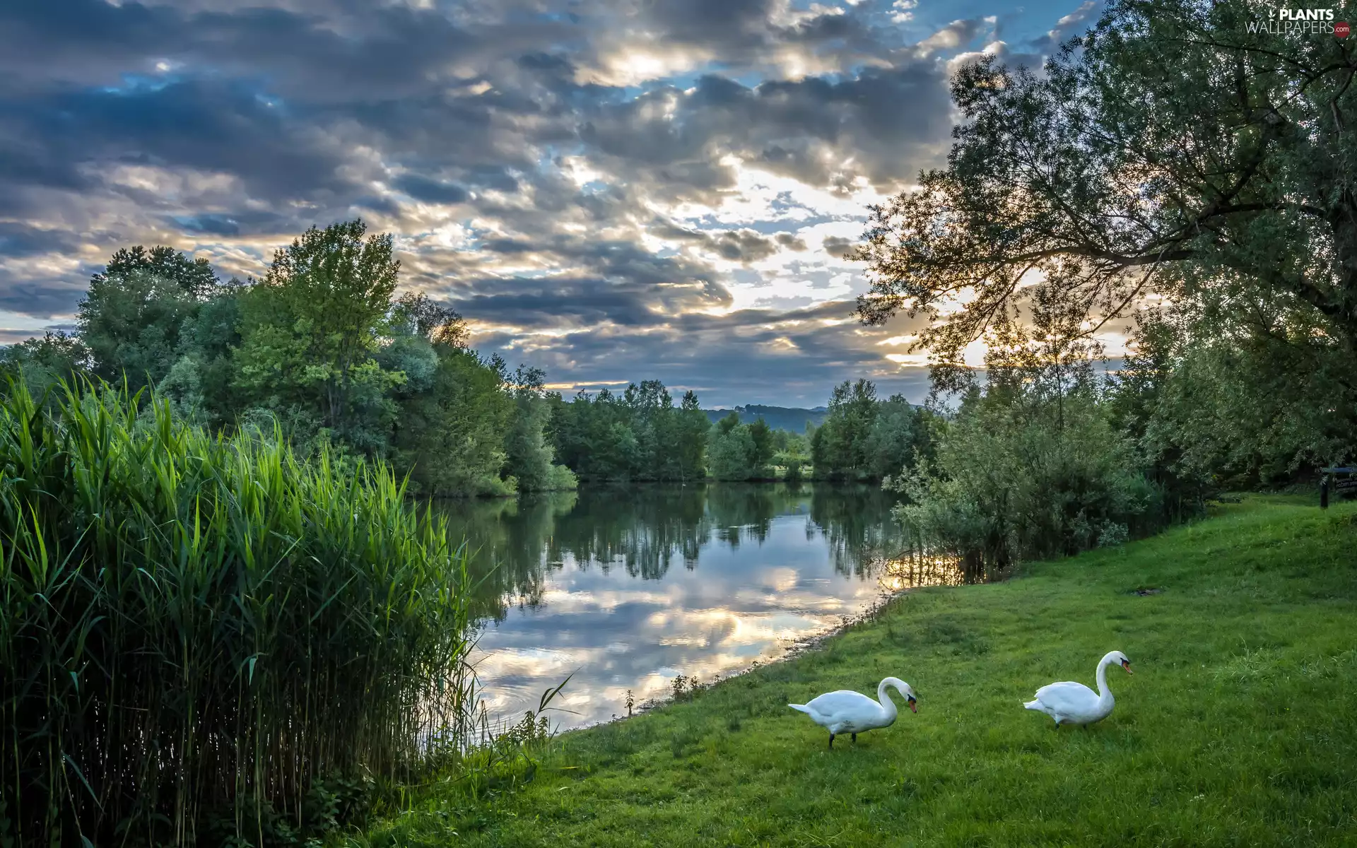 grass, Swan, trees, viewes, lake