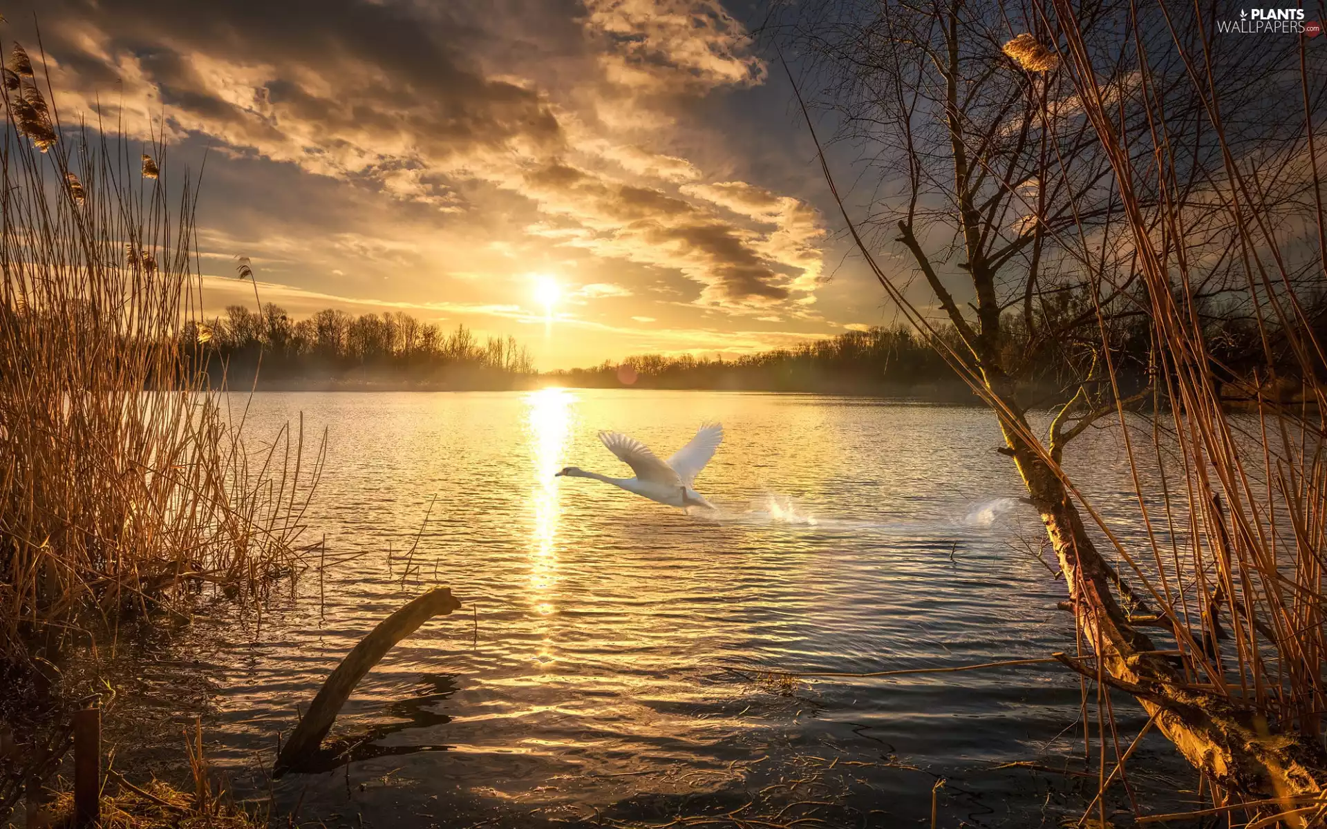 reflection, lake, viewes, Swans, trees, Great Sunsets