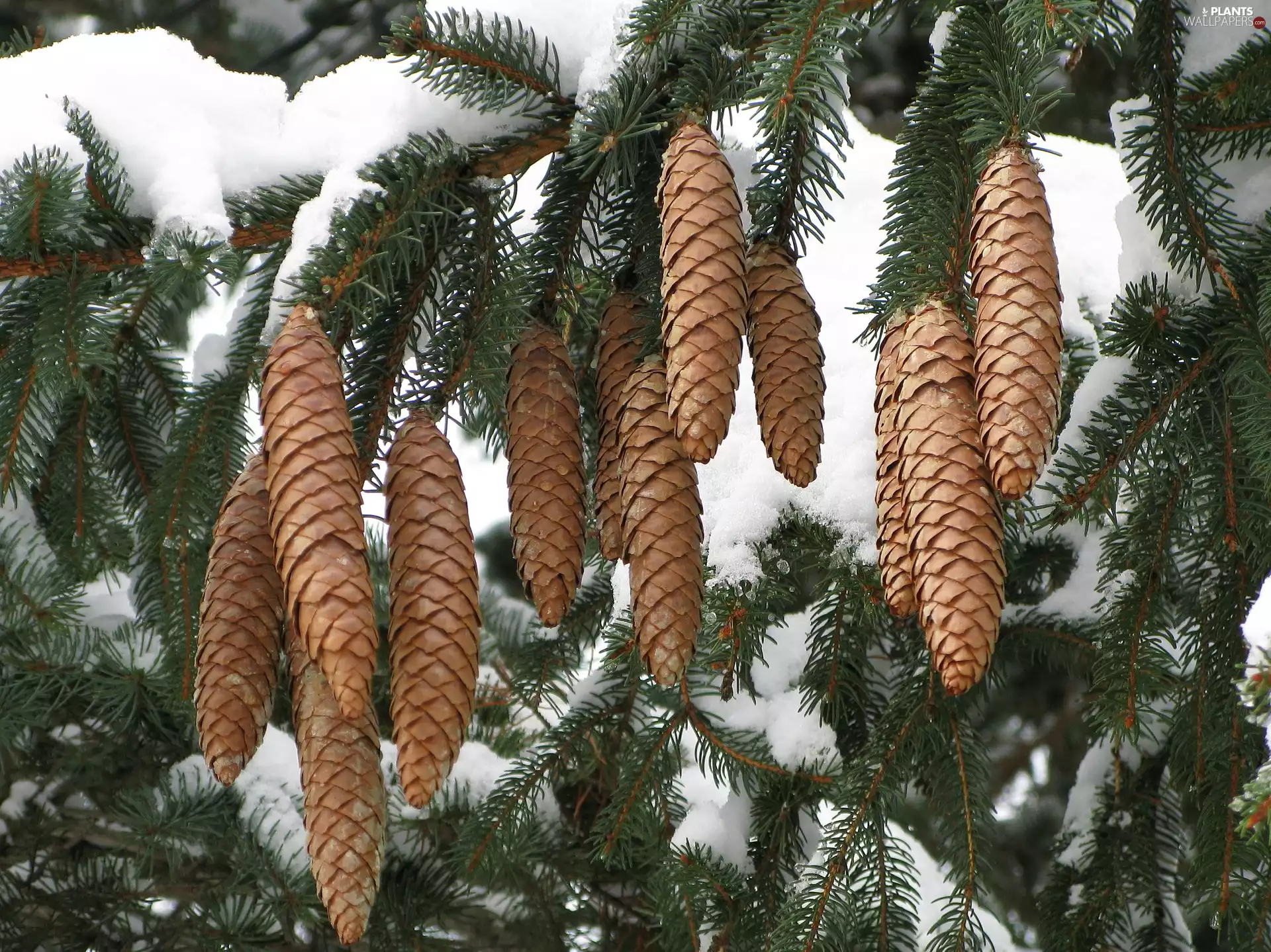 twig, cones, snow, Swierk
