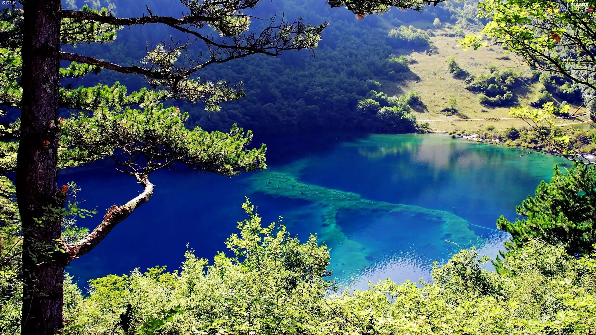 Switzerland, lake, forest