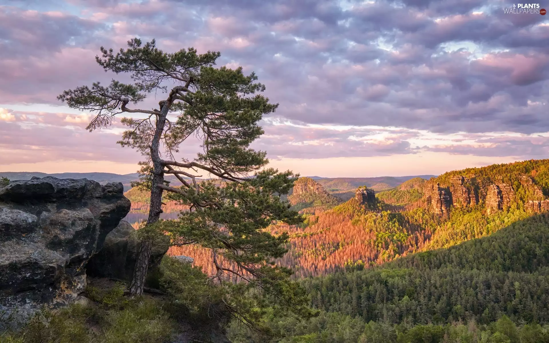 viewes, Saxony, Děčínská vrchovina, Rocks, forest, Germany, Saxon Switzerland National Park, clouds, pine, trees