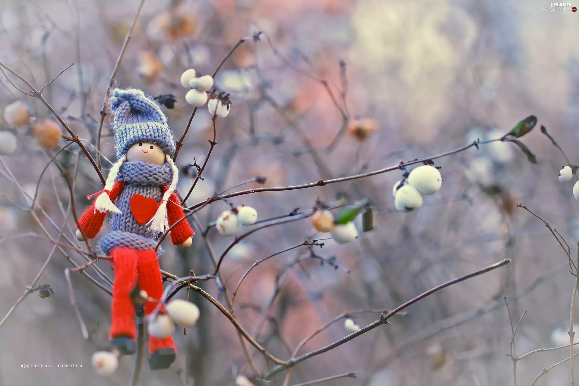 wool, Symphoricarpos Duhamel, Twigs, dolly
