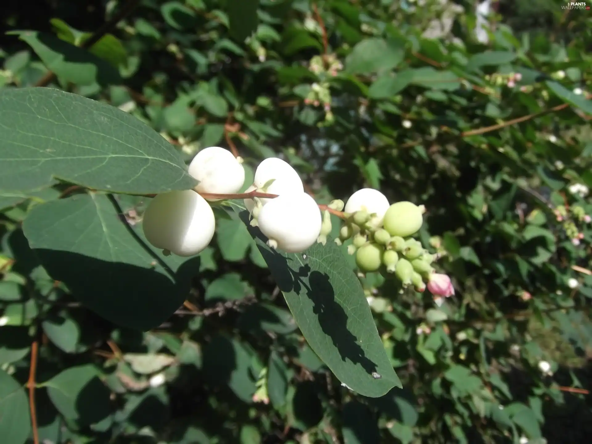 Symphoricarpos Duhamel