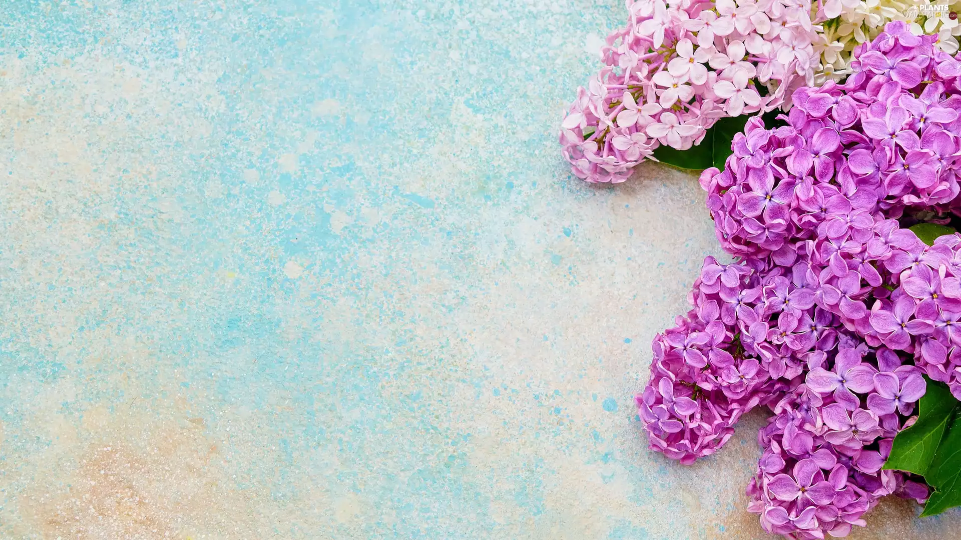 without, Violet, Blue, Syringa, Pink, Twigs, background