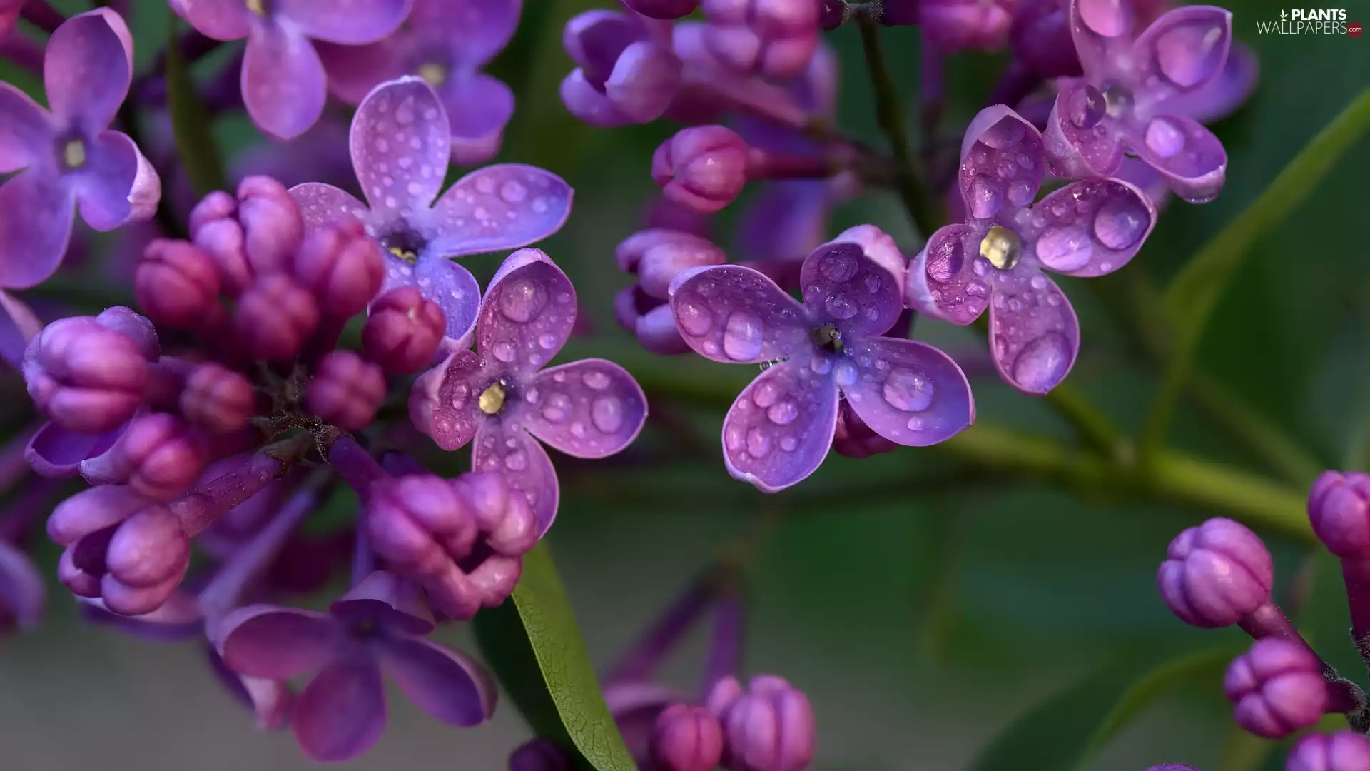 without, Syringa, Flowers, Twigs, purple