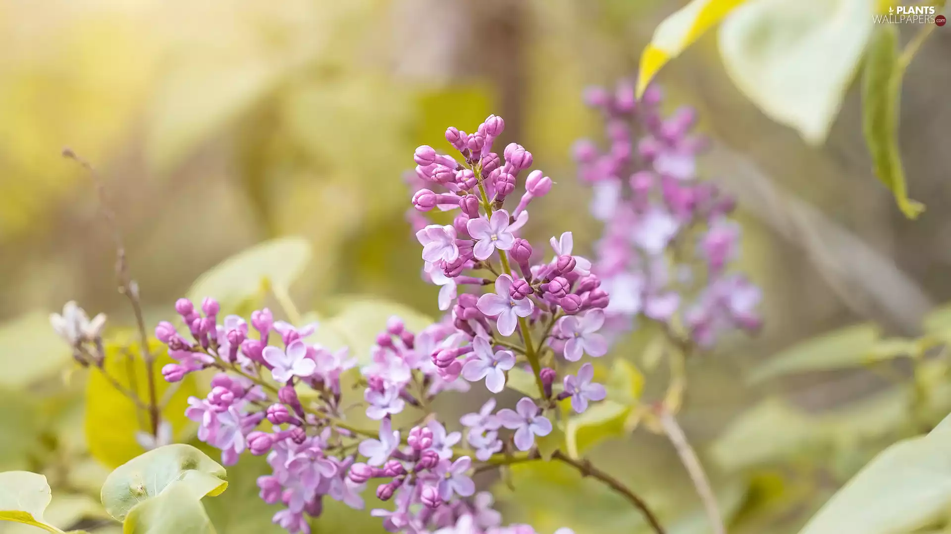 Flowers, without, Twigs, Syringa