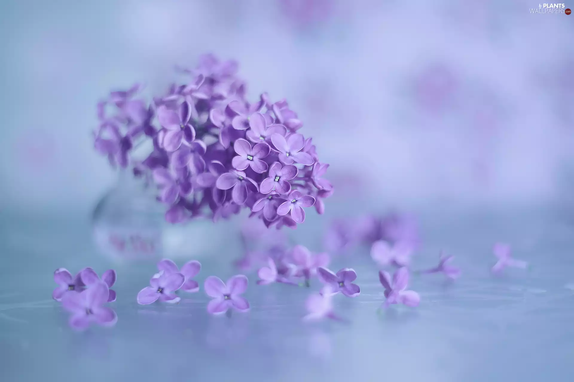 without, purple, Flowers, Syringa