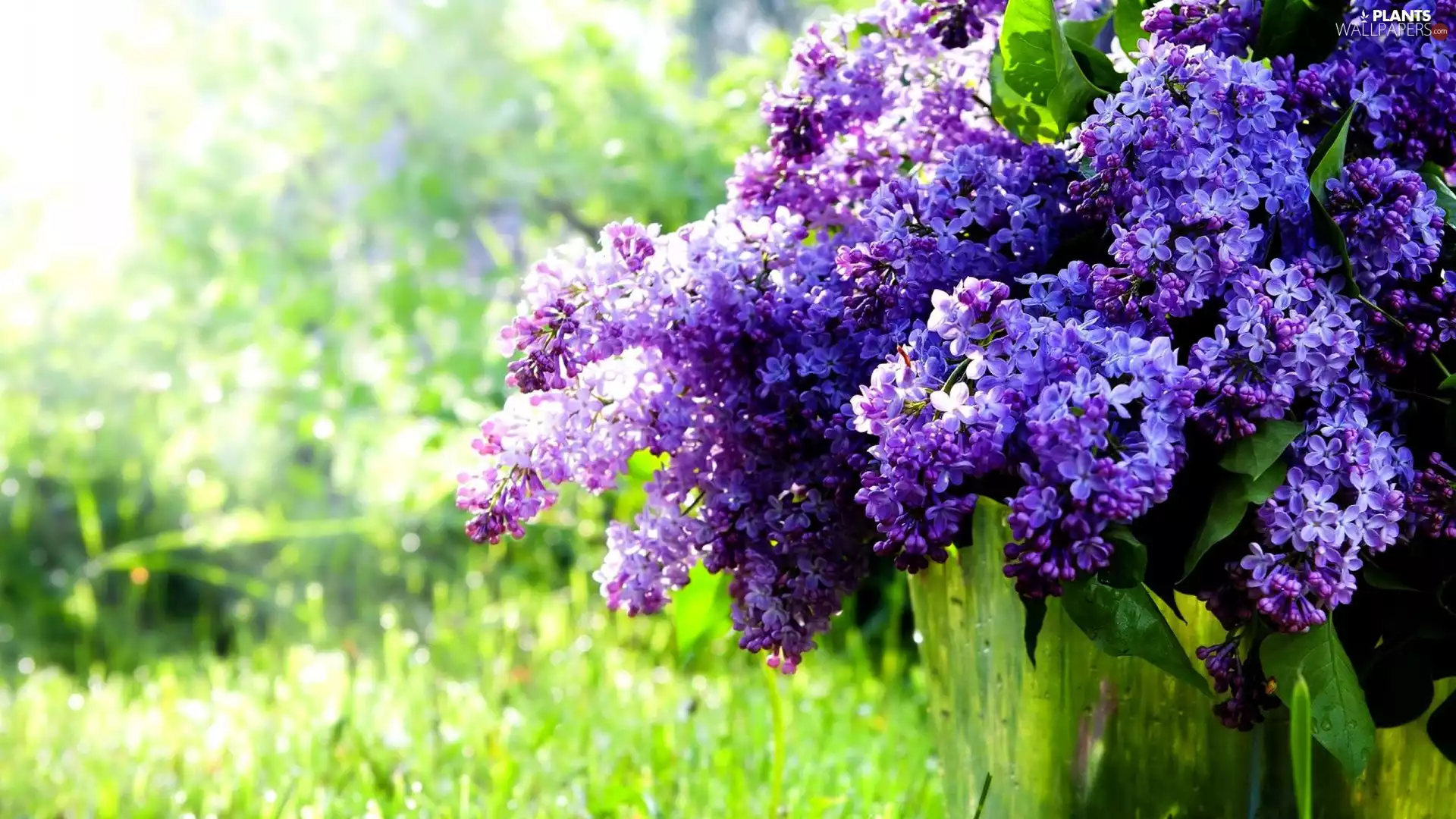 Syringa, Flowers, without