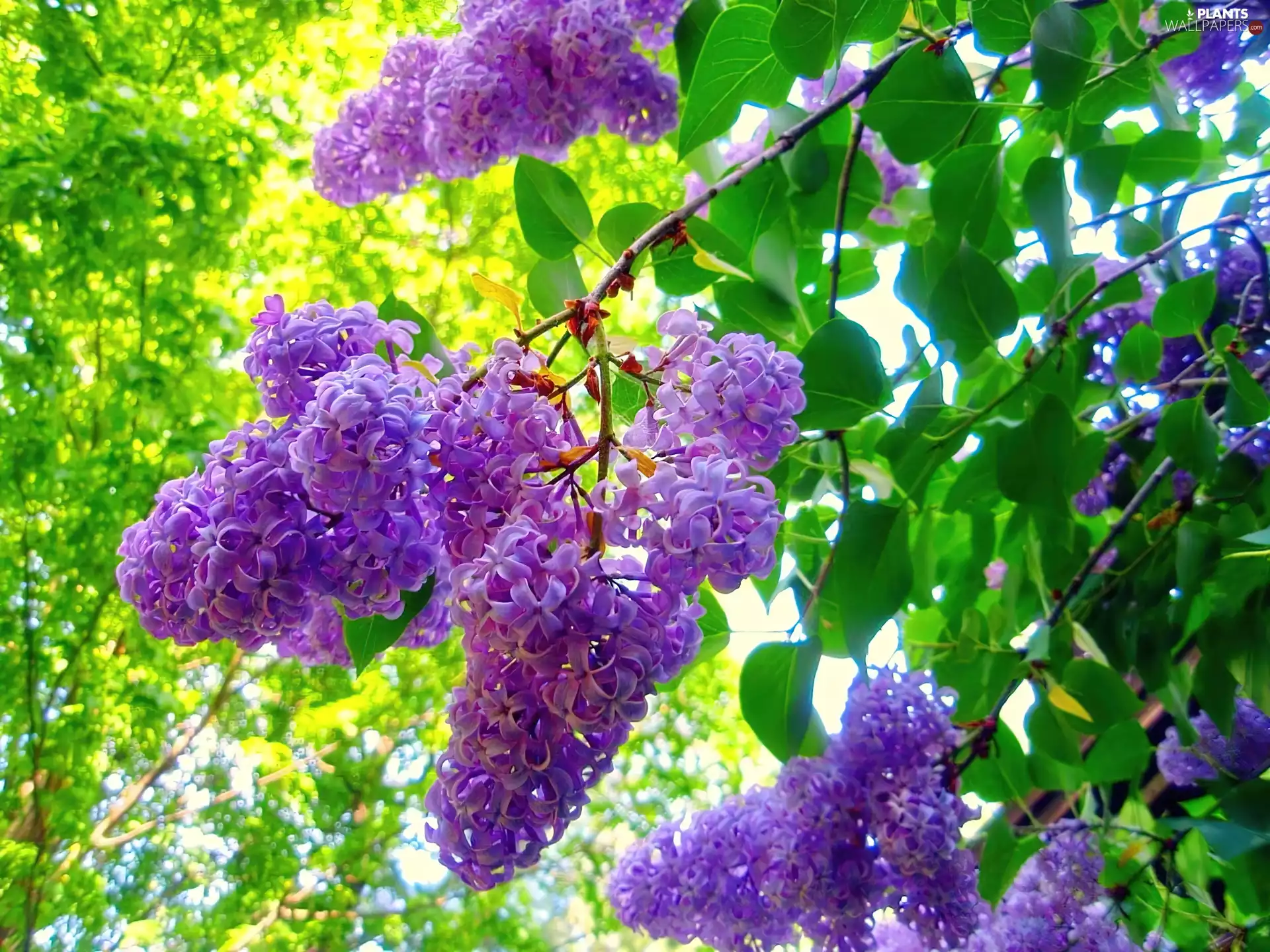 without, Violet, Leaf, Syringa
