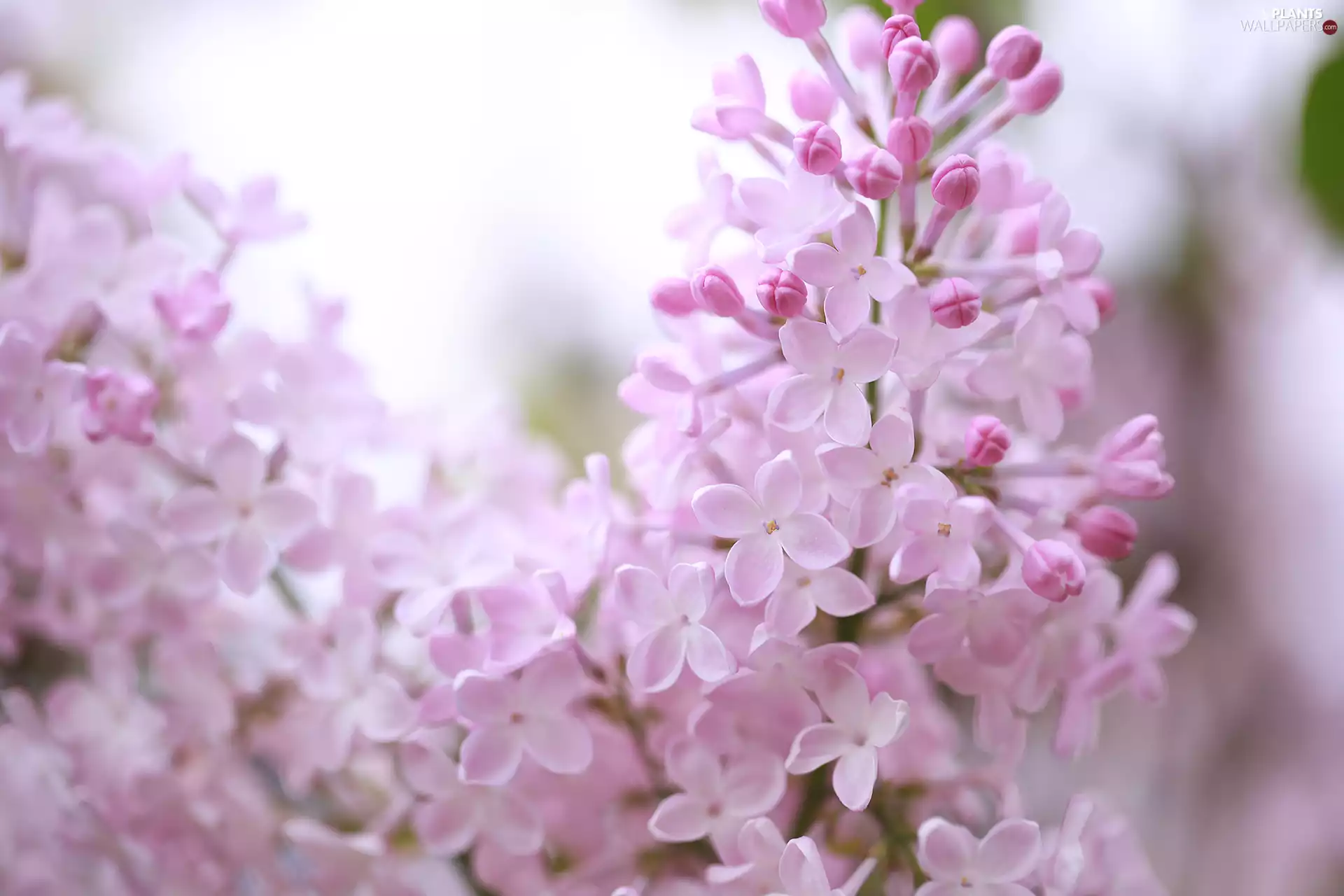 Syringa, Pink, without