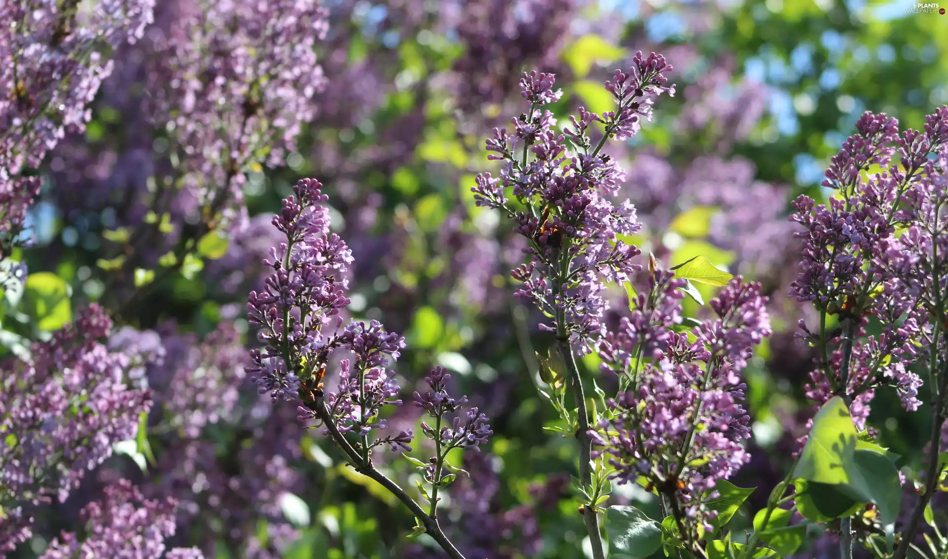 without, Florescence, rapprochement, Syringa