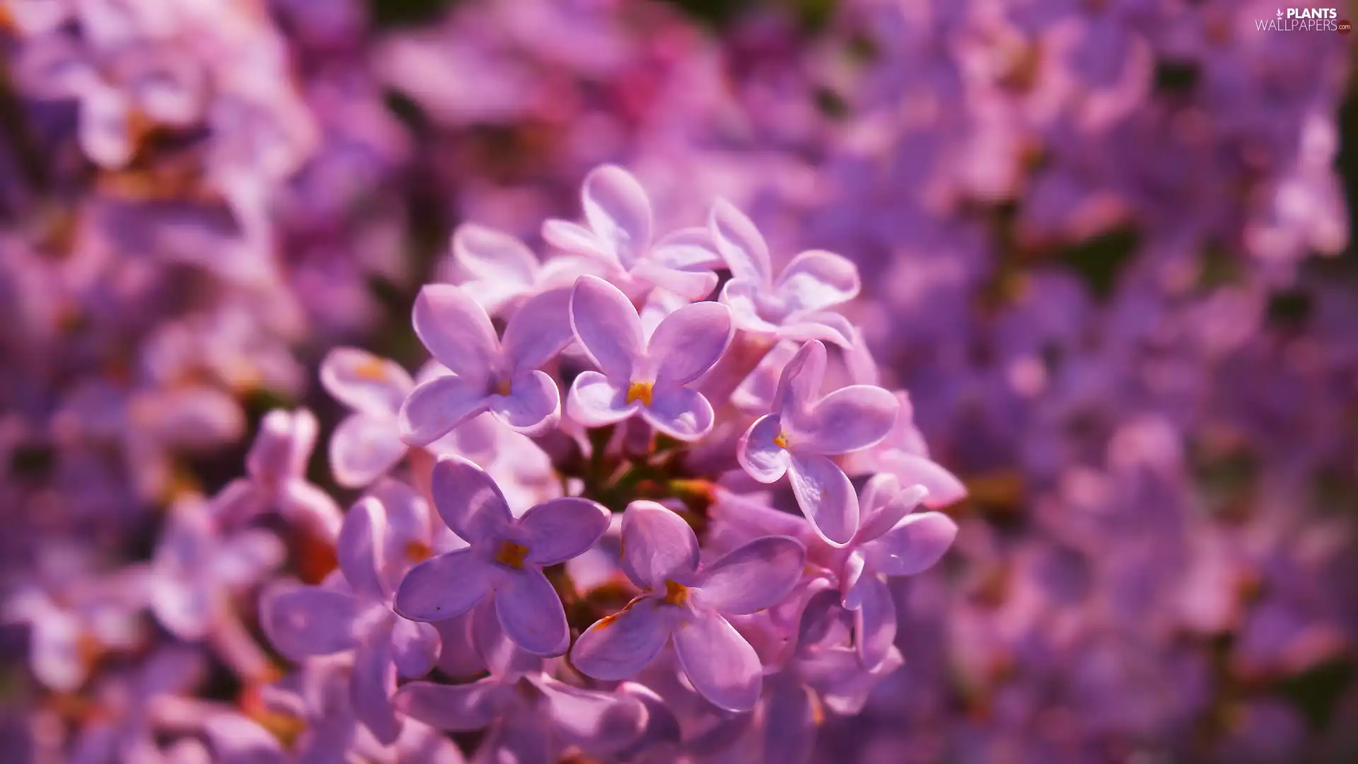 without, Flowers, rapprochement, Syringa