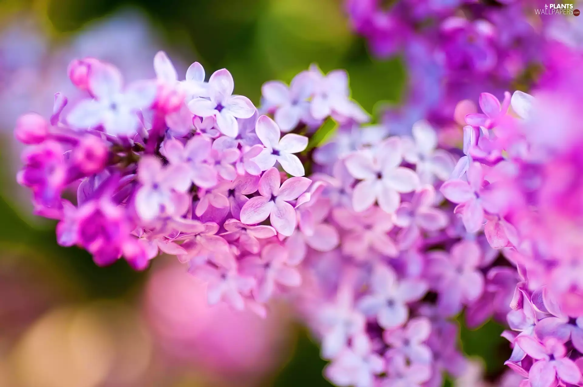 Syringa, Violet, without