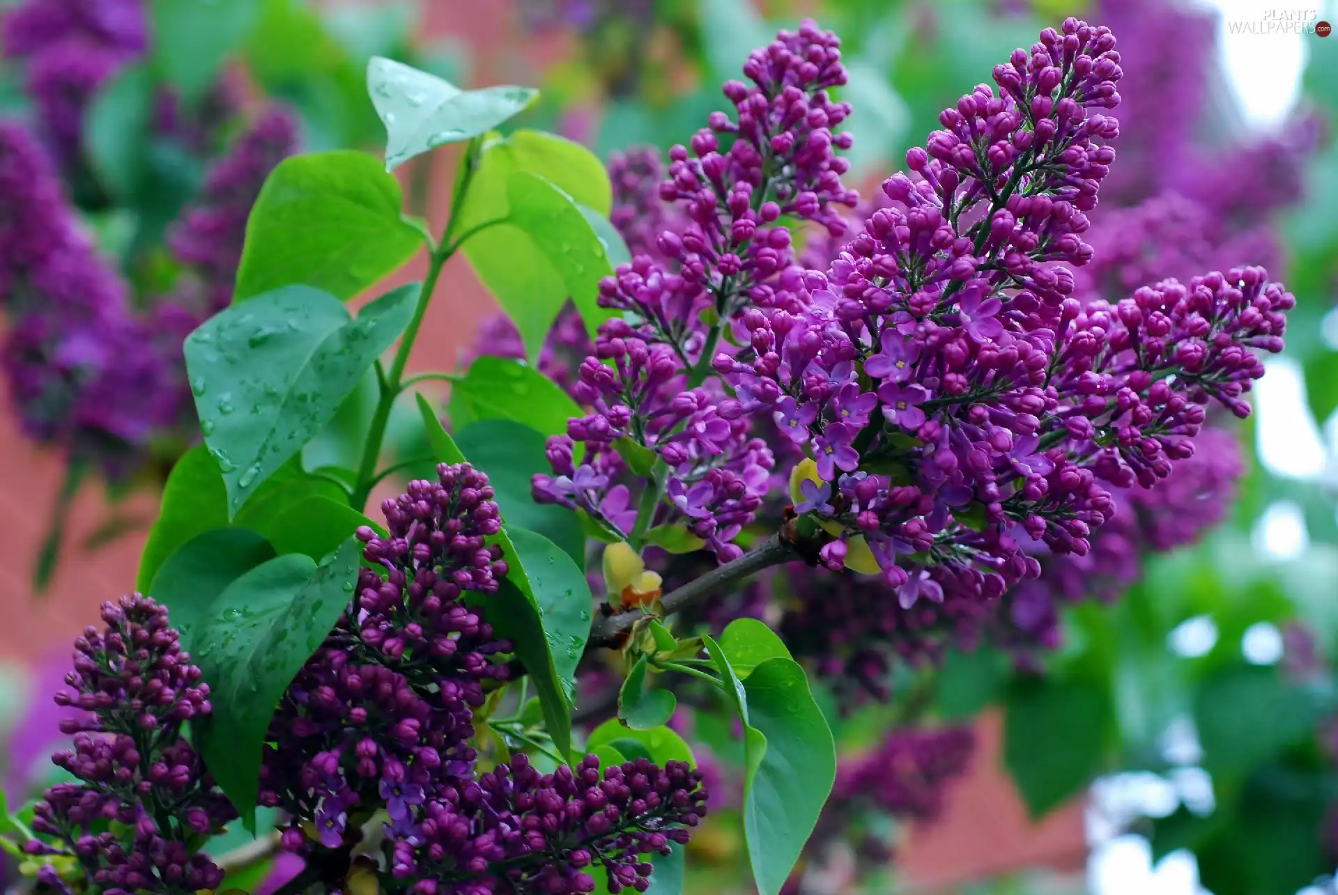 Syringa