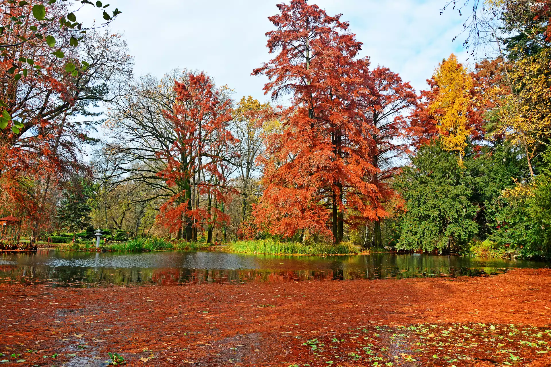 Szeged Botanical Garden, Park, viewes, Pond - car, trees, City Szeged, Hungary, autumn