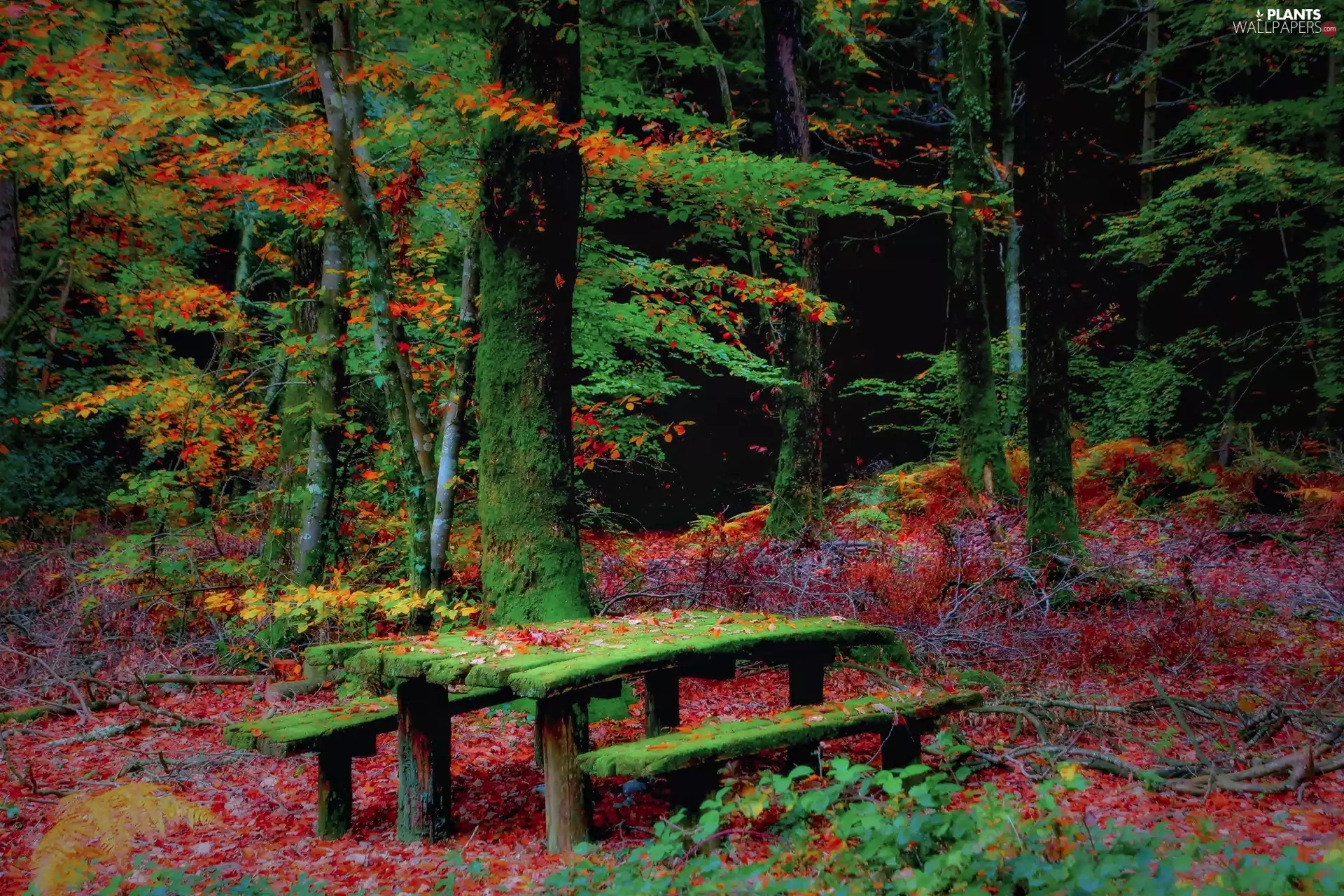 trees, viewes, Leaf, bench, Moss, forest, autumn, Table