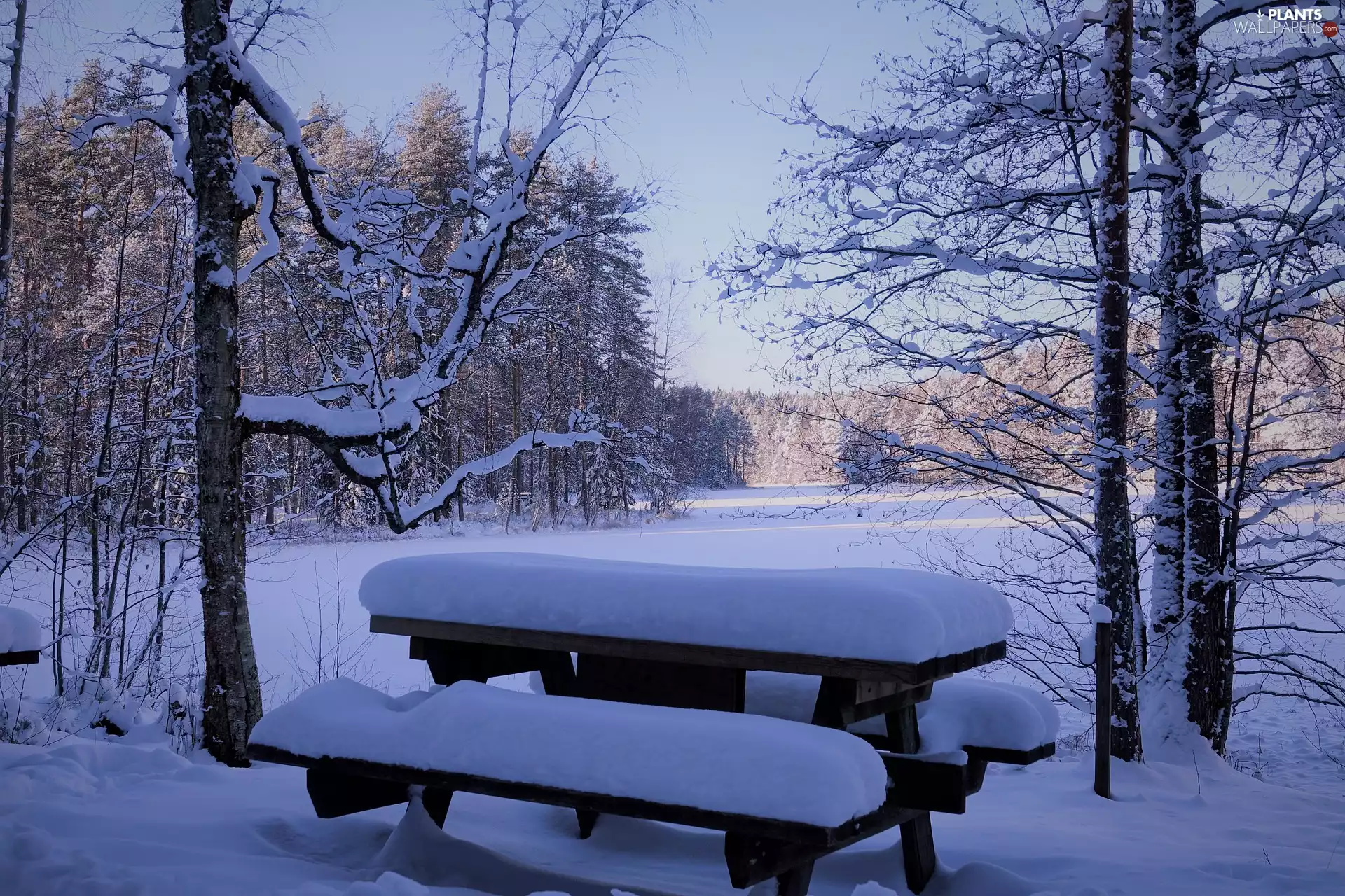 trees, Bench, snowy, Table, winter, viewes, lake