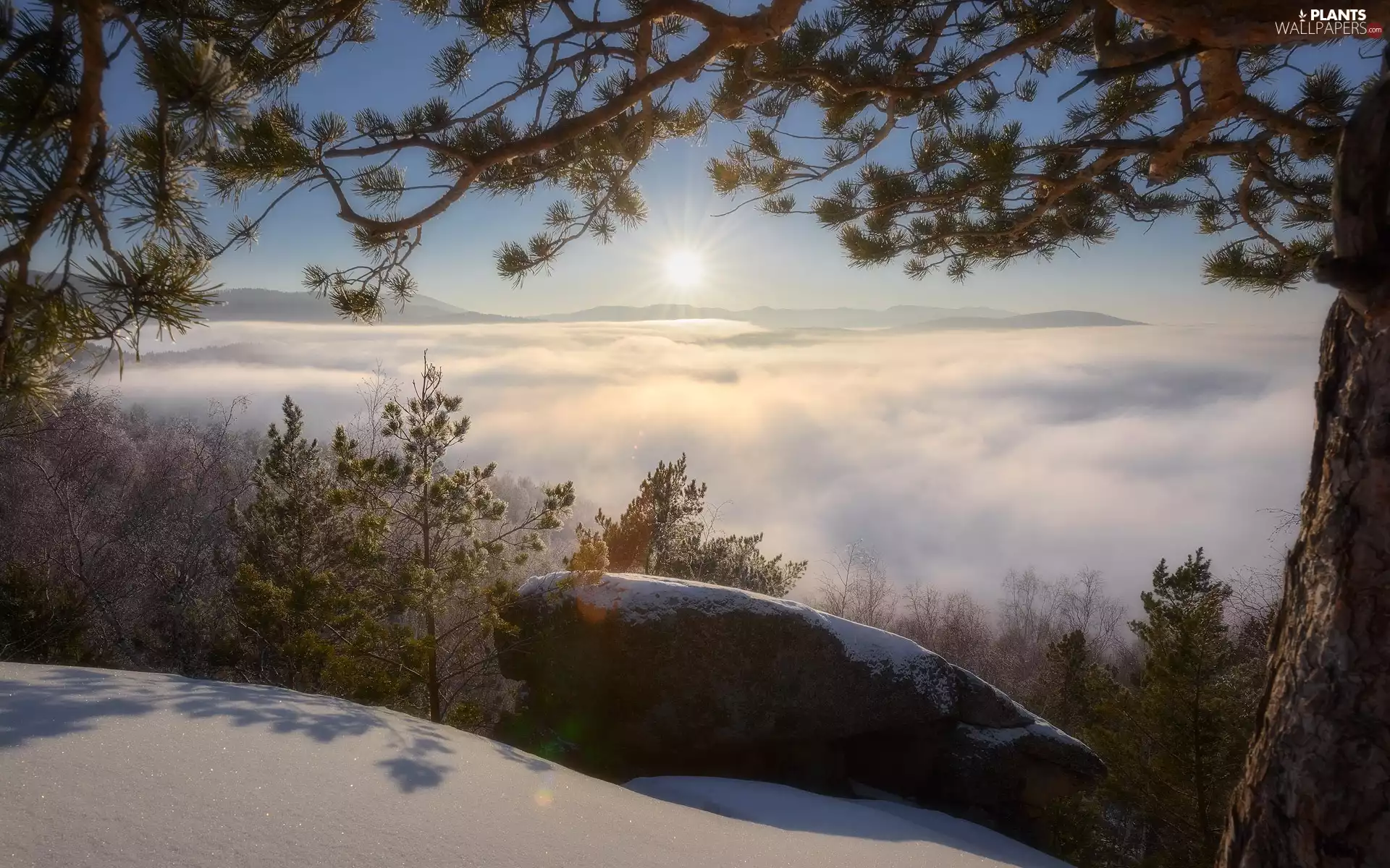 Sunrise, winter, trees, Fog, pine, Russia, taiga, Stone, snow, Altai, viewes