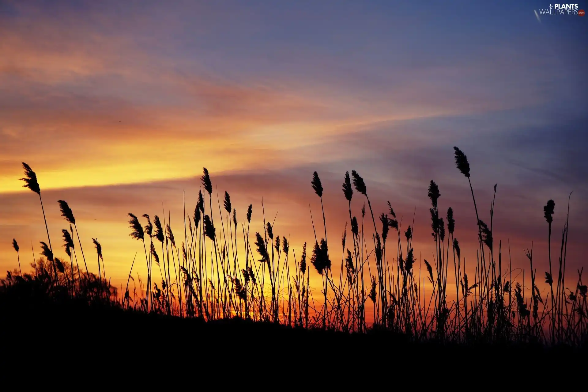 tall, grass, sun, Meadow, west