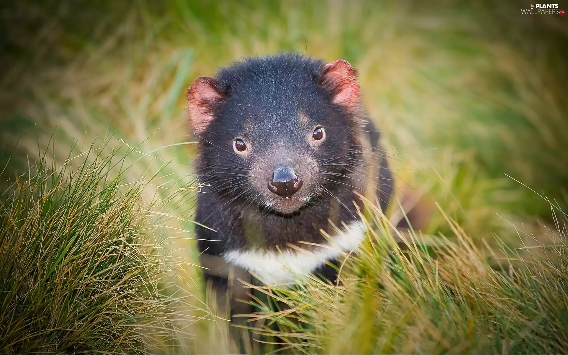 Tasmanian Devil, grass