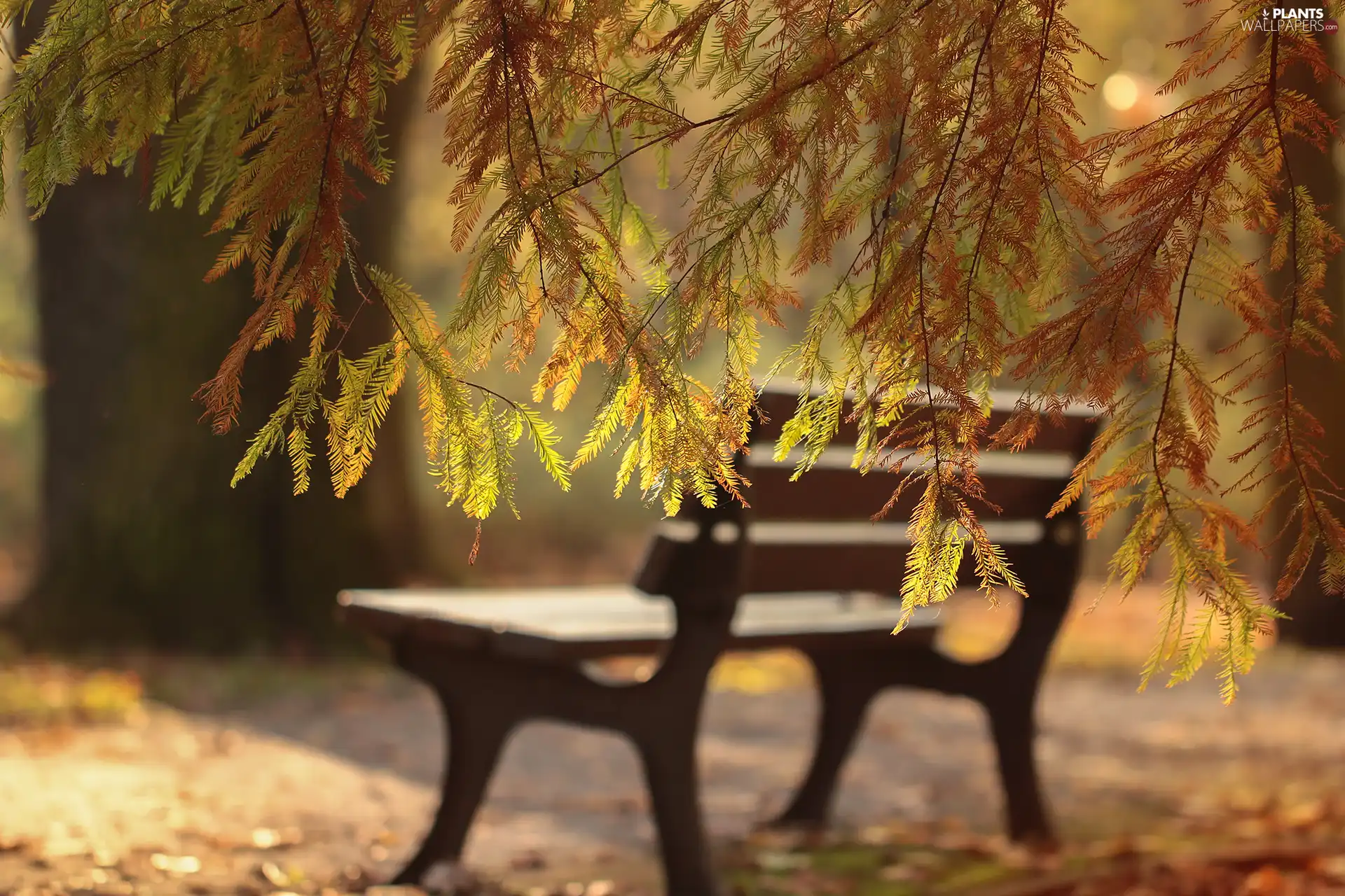 trees, Taxodium, Park, Twigs, Bench