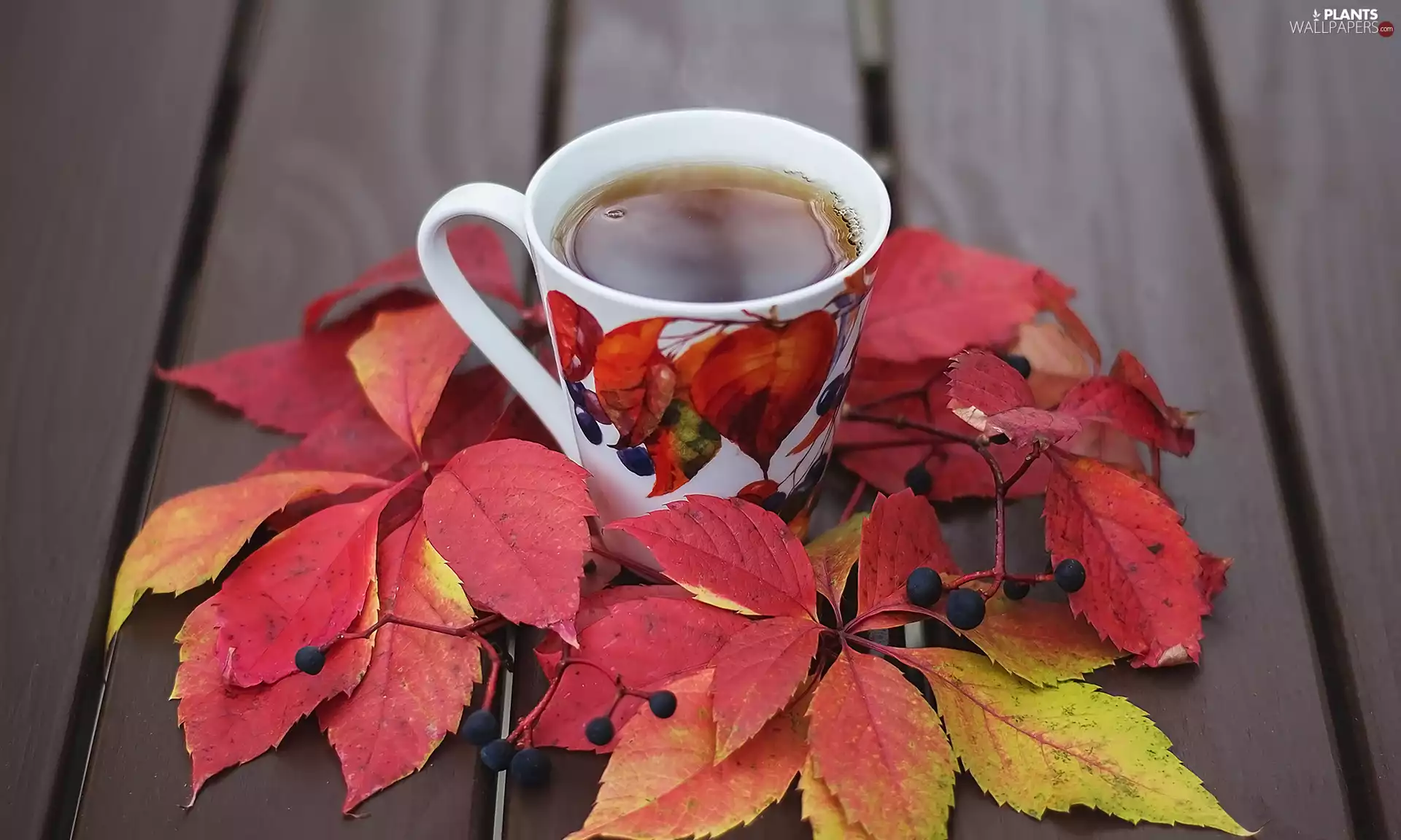 Leaf, Cup, boarding, tea