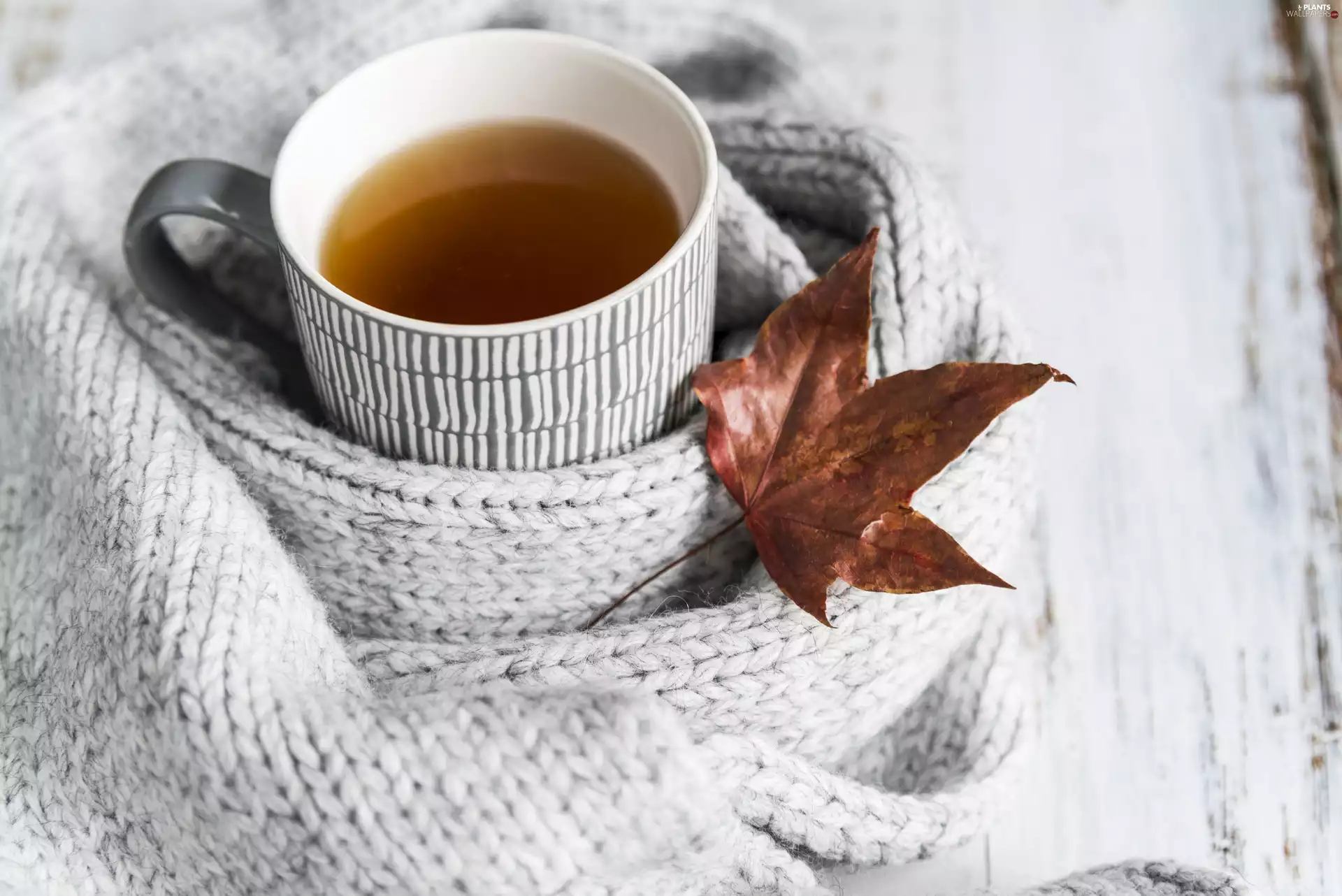 Scarf, Cup, leaf, tea