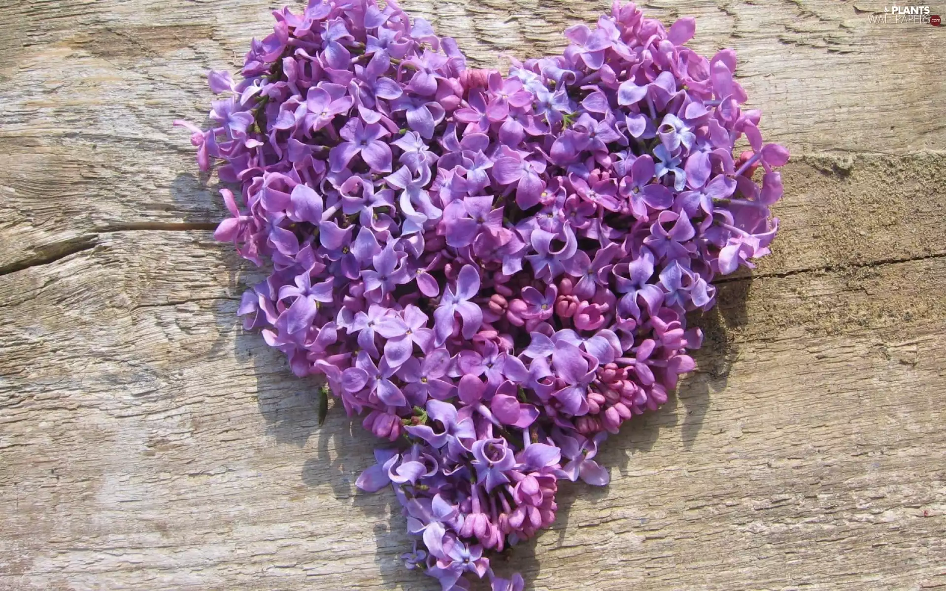 without, love, Heart teddybear