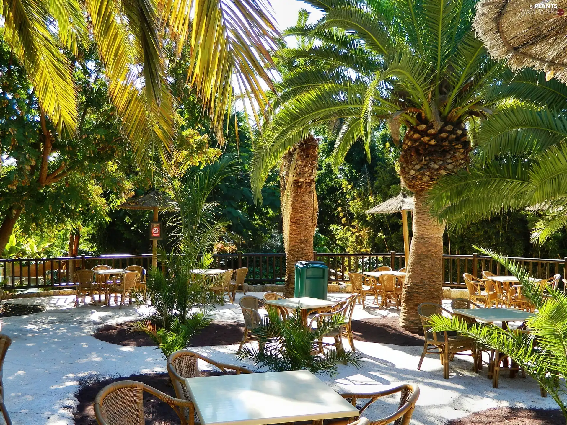 Tenerife, Restaurant, Palms