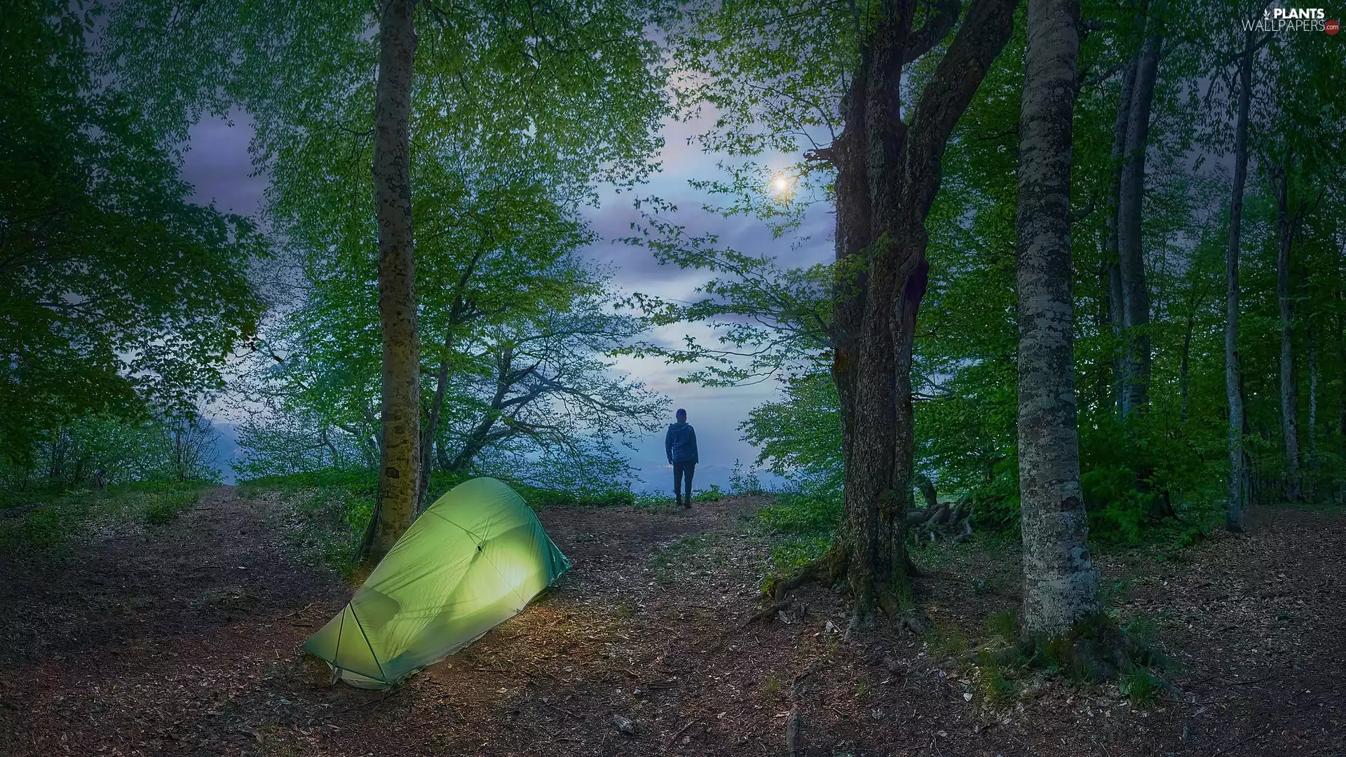 viewes, Tent, forest, trees, Human