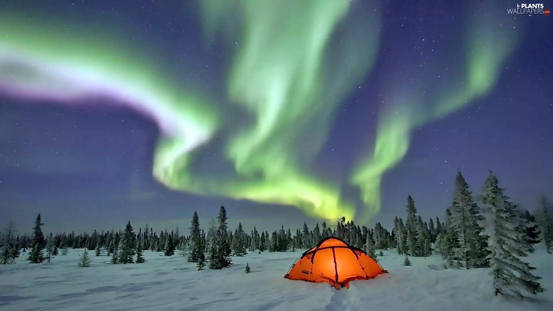 Floodlit, Tent, Polaris, Spruces, dawn