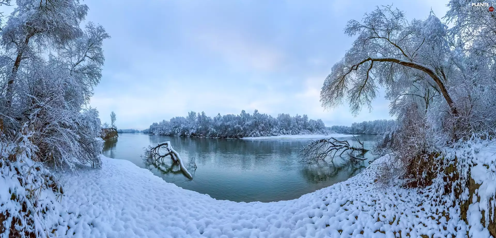 Terek River, winter, branches, trees, snow, Stavropol Krai, Russia, viewes