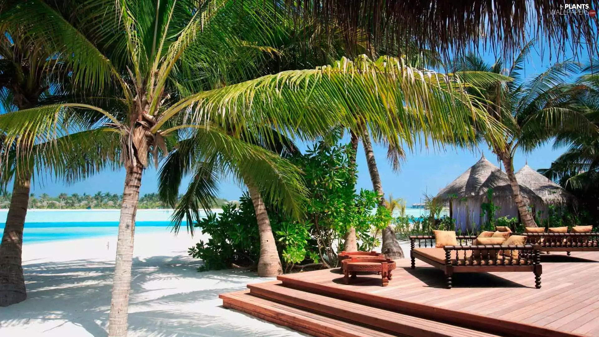 terrace, Home, Palms