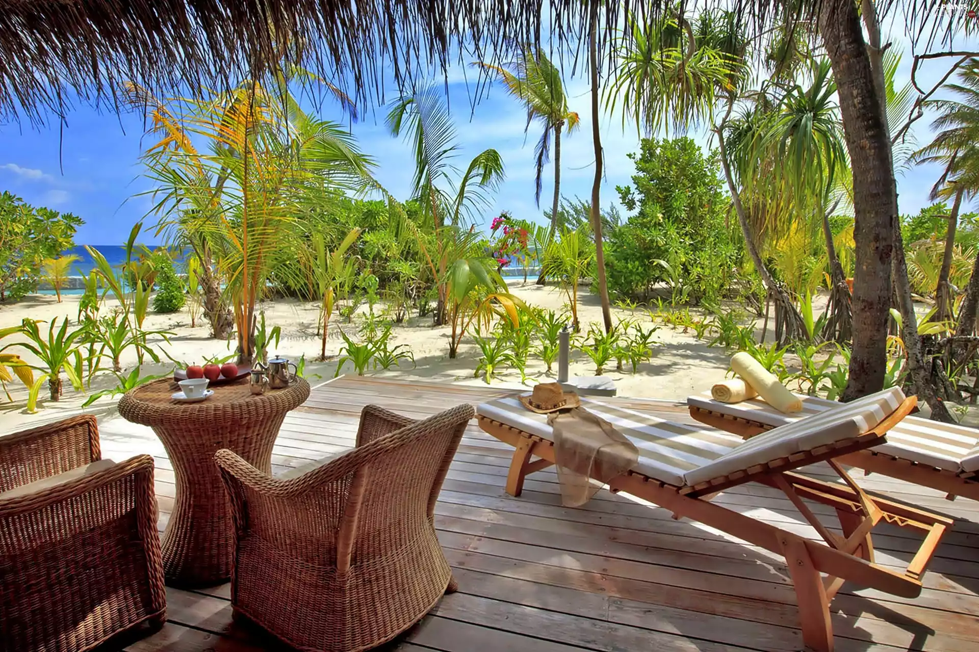 complement, Palms, Przebijające, terrace, Beaches, Recreation, light