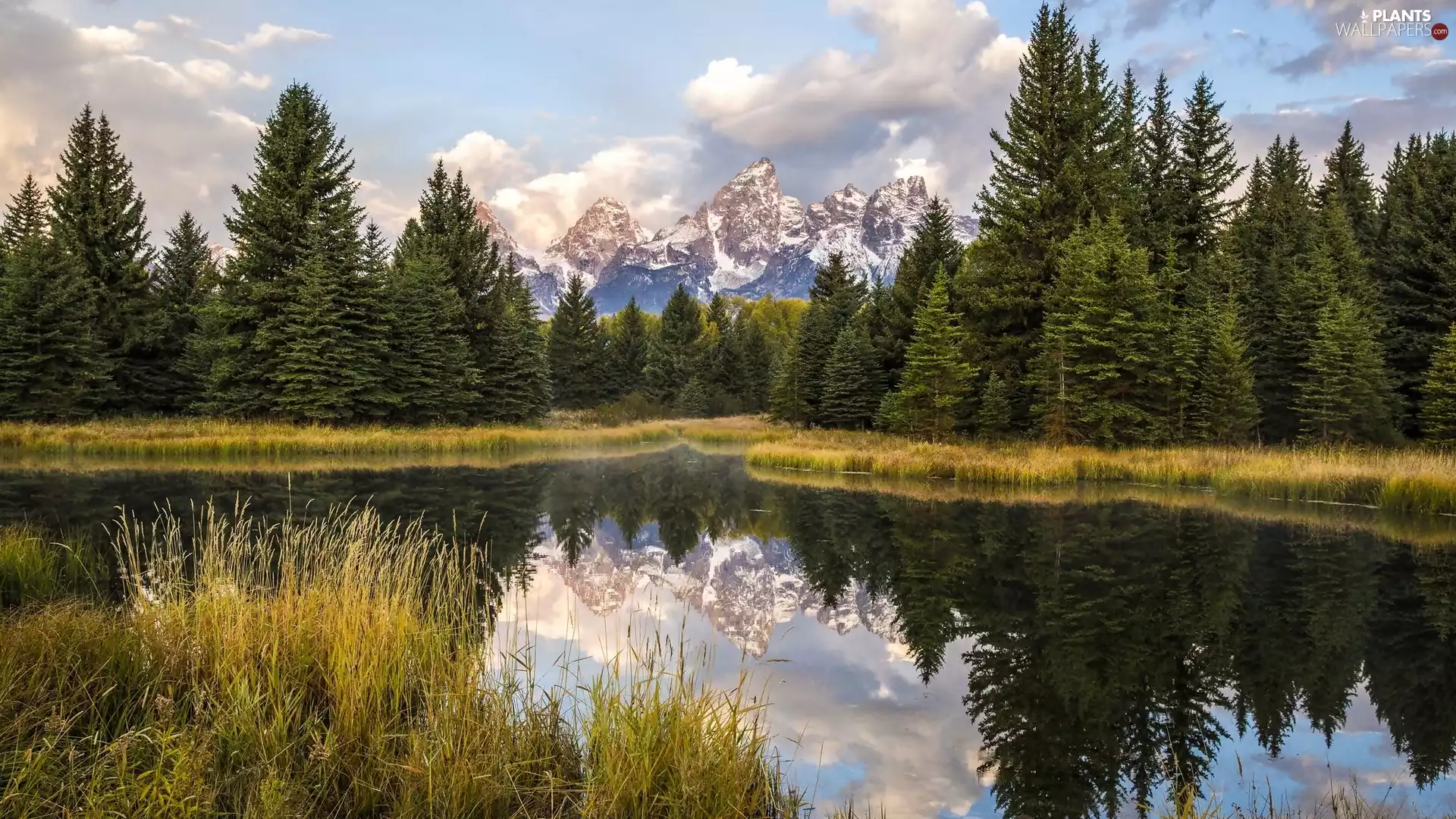 State of Wyoming, The United States, Grand Teton National Park, Snake River, grass, reflection, trees, viewes, Teton Range Mountains